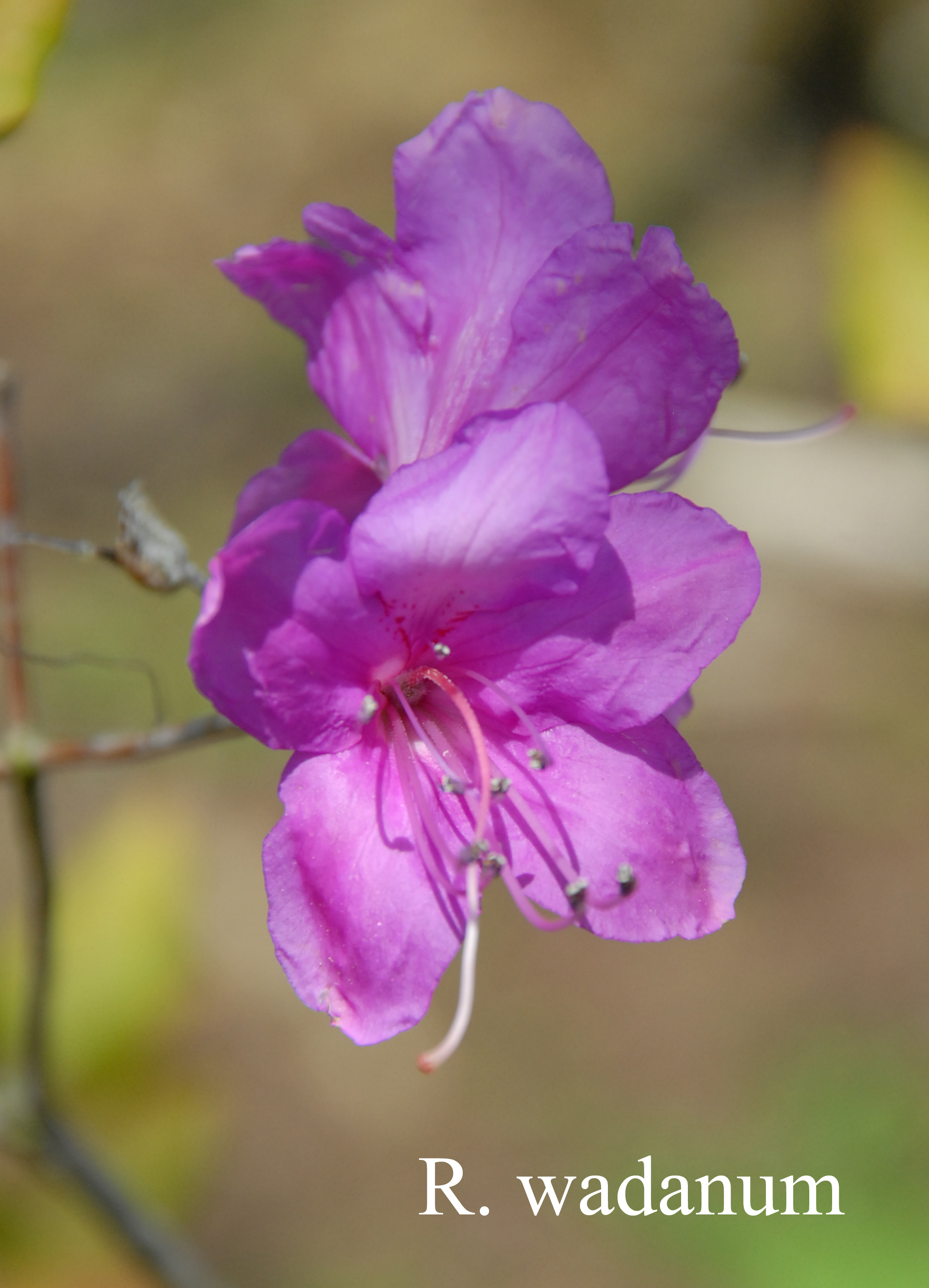 Rhododendron wadanum photo