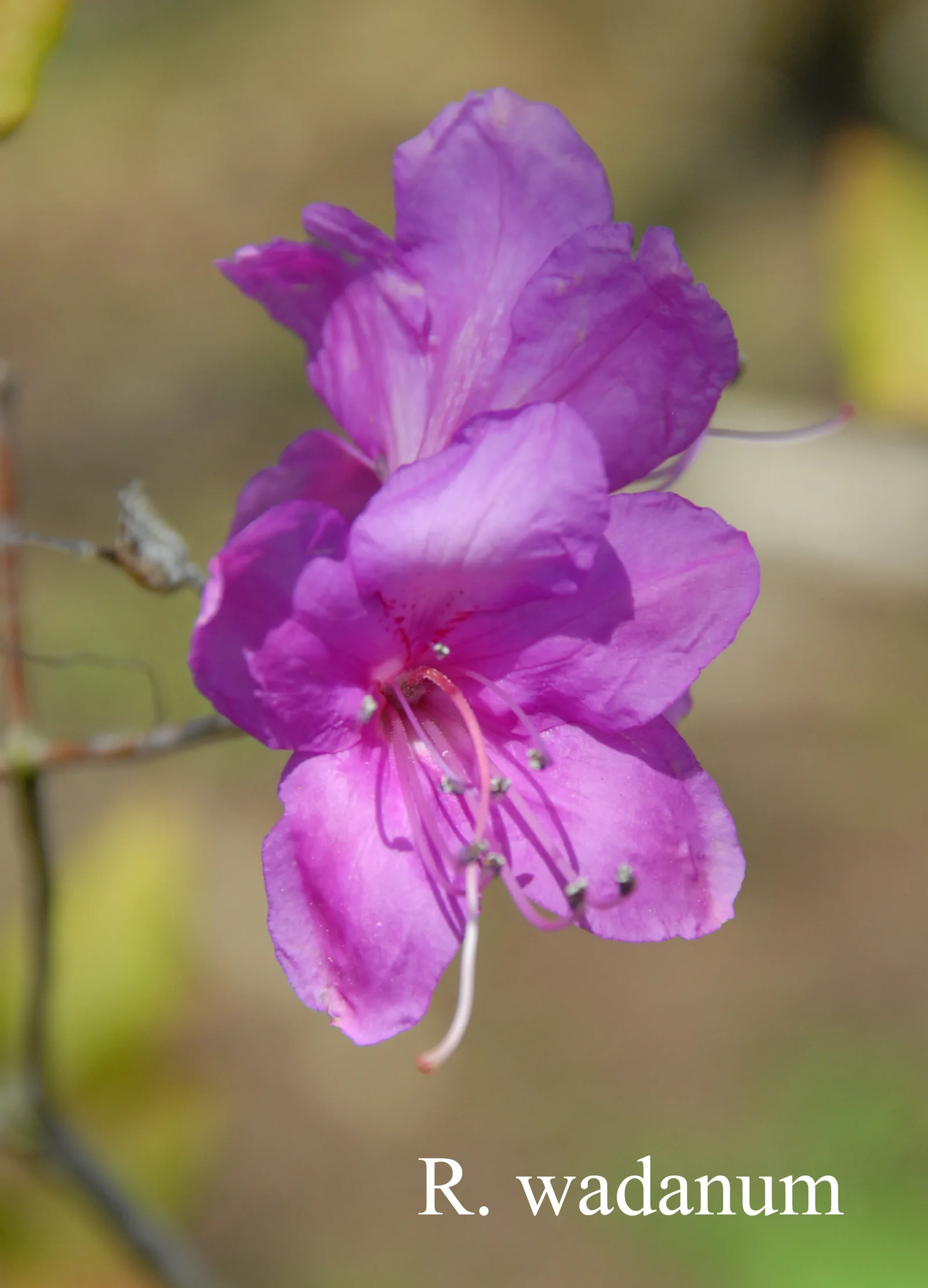 R. wadanum photo of R. wadanum. Location: Fearing's Farm Nursery, Abbotsford, BC, Canada. Photo by: Harold Fearing