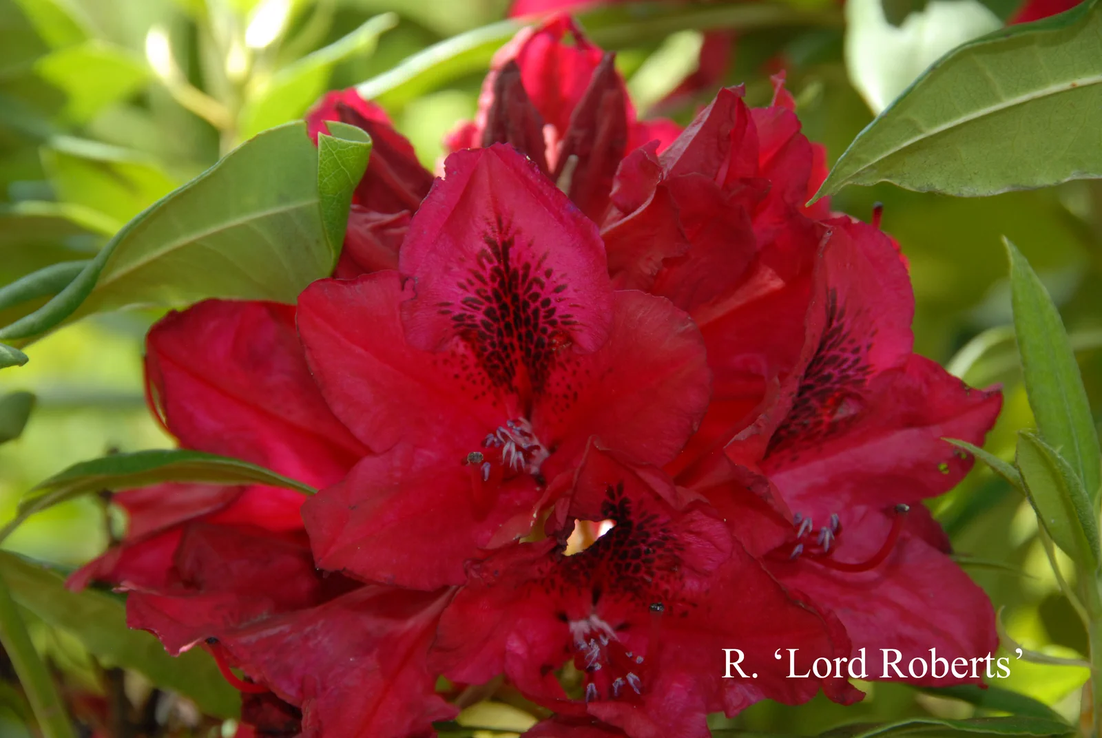 R. 'Lord Roberts' photo of R. 'Lord Roberts'. Location: Fearing's Farm Nursery, Abbotsford, BC, Canada. Photo by: Harold Fearing