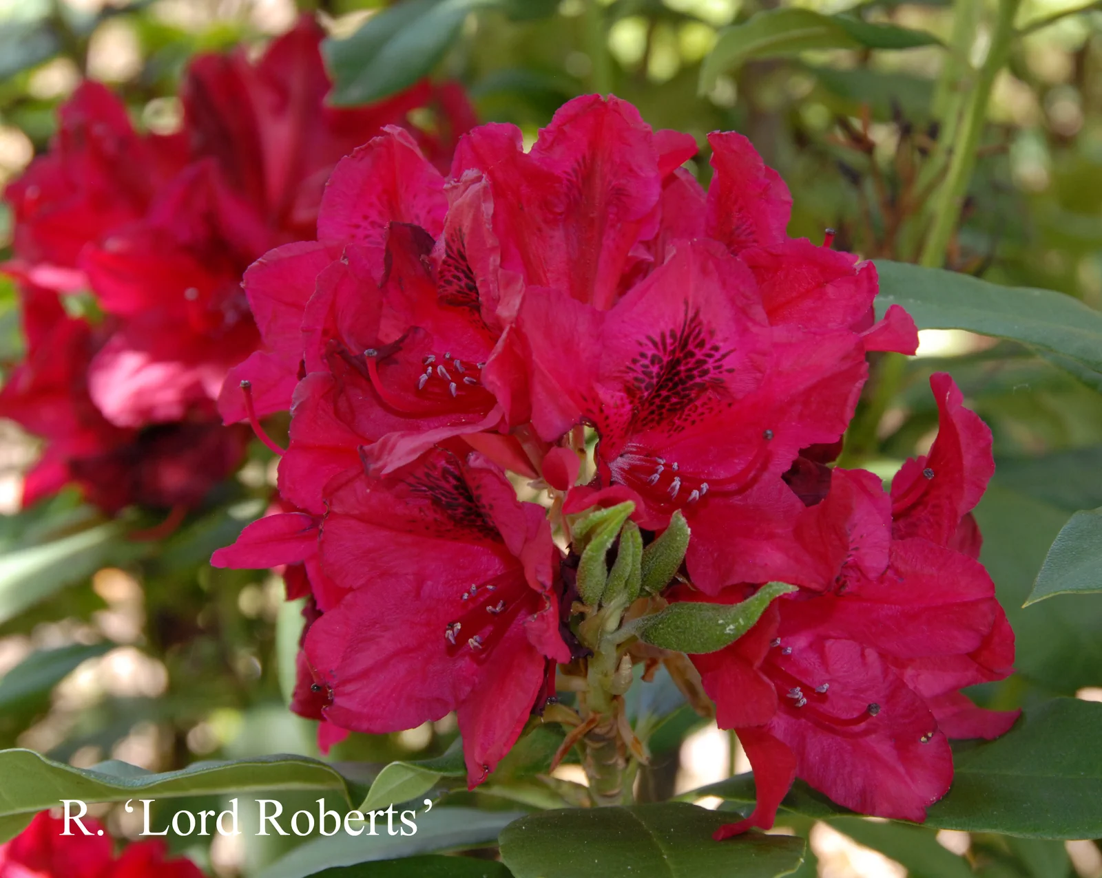 R. 'Lord Roberts' photo of R. 'Lord Roberts'. Location: Fearing's Farm Nursery, Abbotsford, BC, Canada. Photo by: Harold Fearing