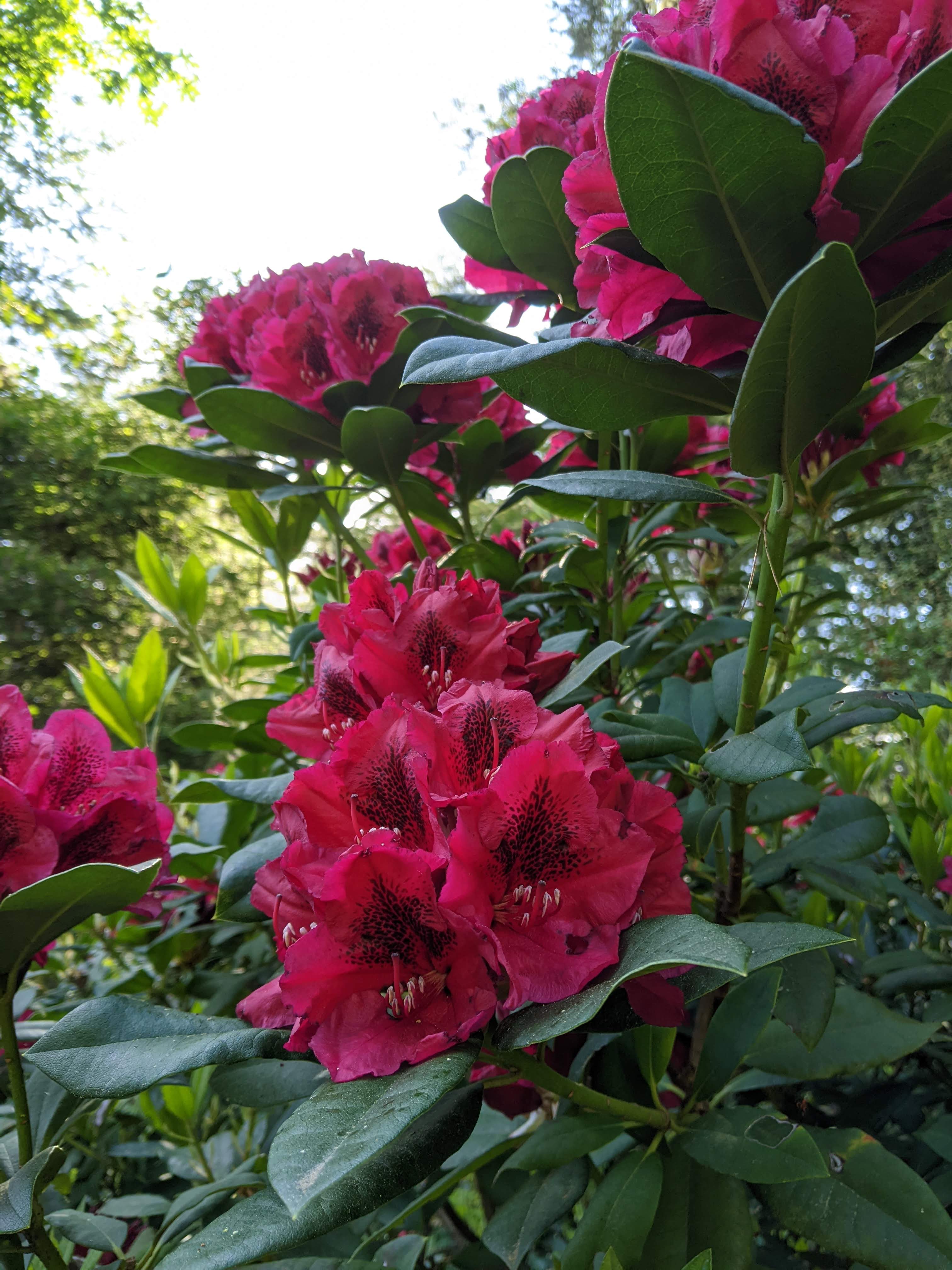 Rhododendron Lord Roberts photo