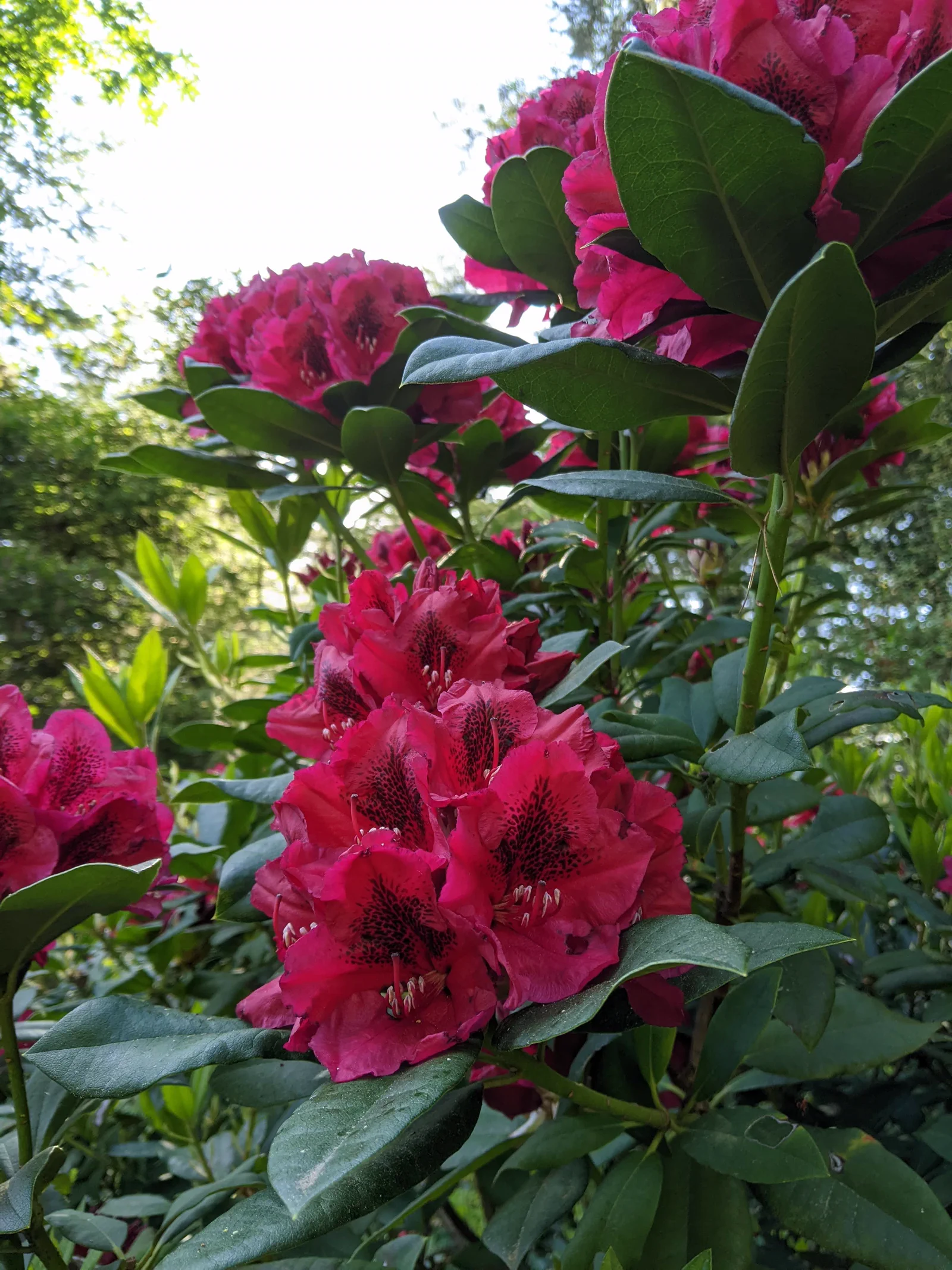 R. 'Lord Roberts' photo of R. 'Lord Roberts'. Flower truss and leaves. Location: East Sooke, South Vancouver Island, BC, Canada. Photo by: John Verwolf