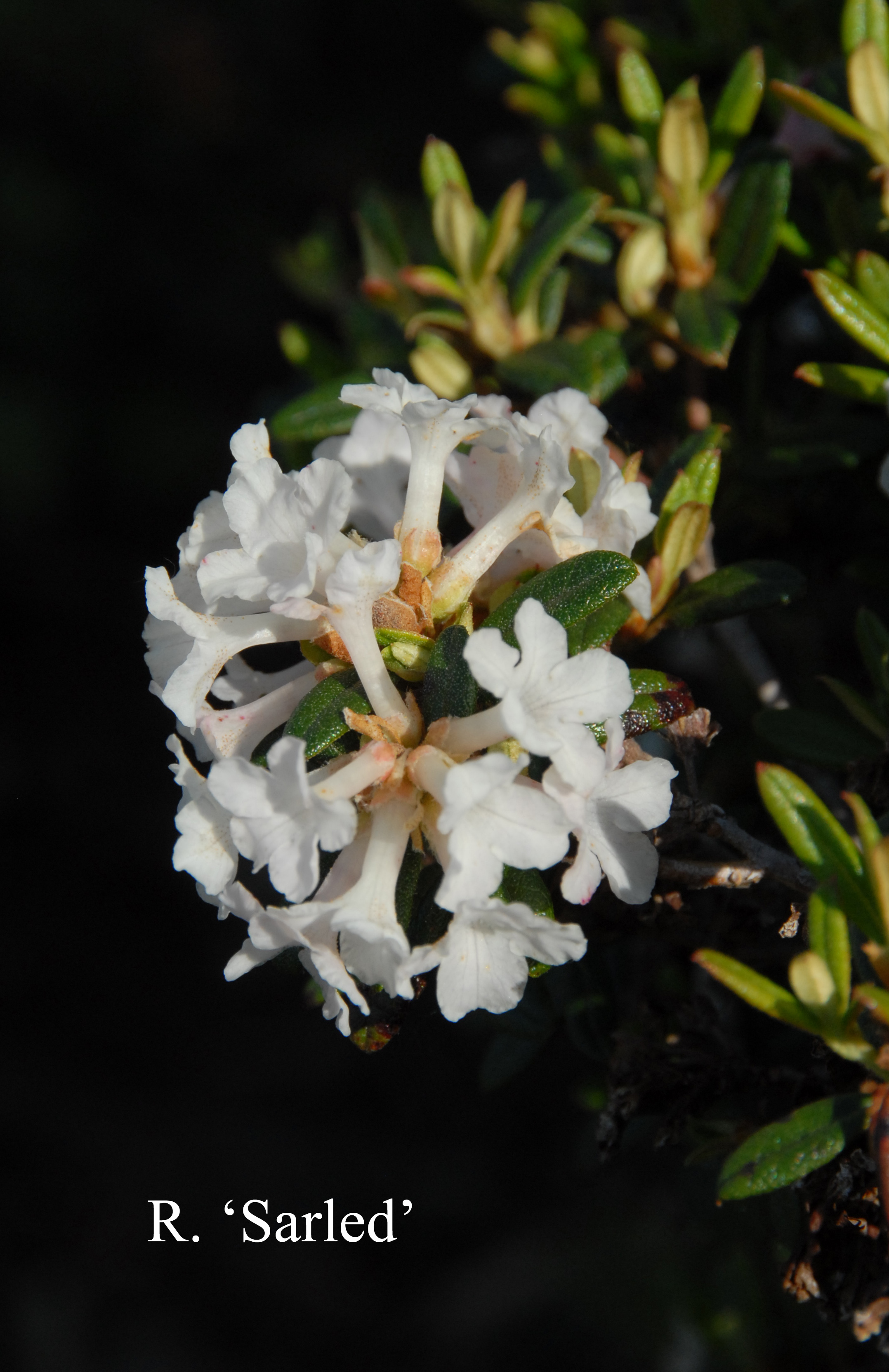 Rhododendron Sarled photo