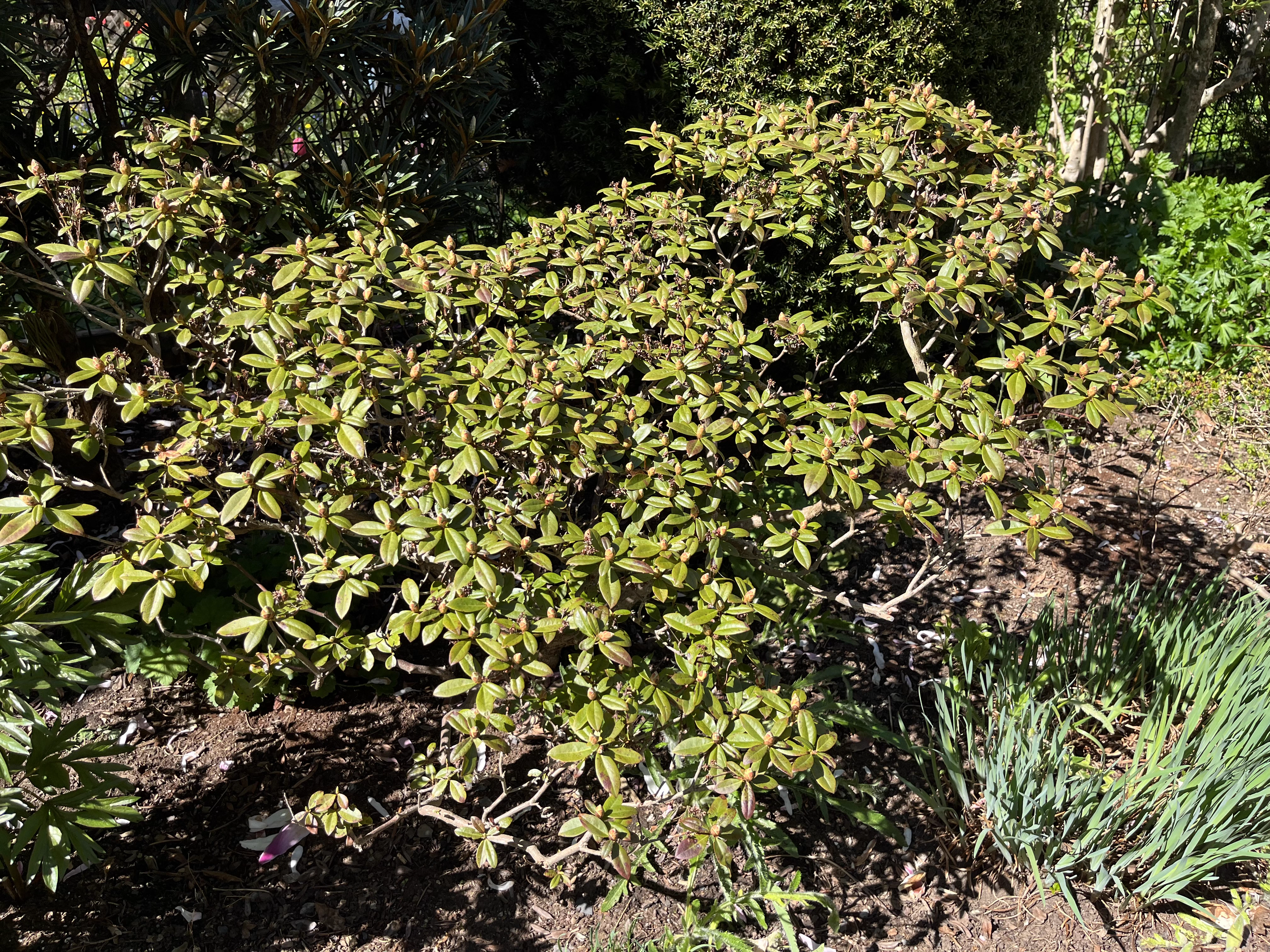 Rhododendron Tow Head photo
