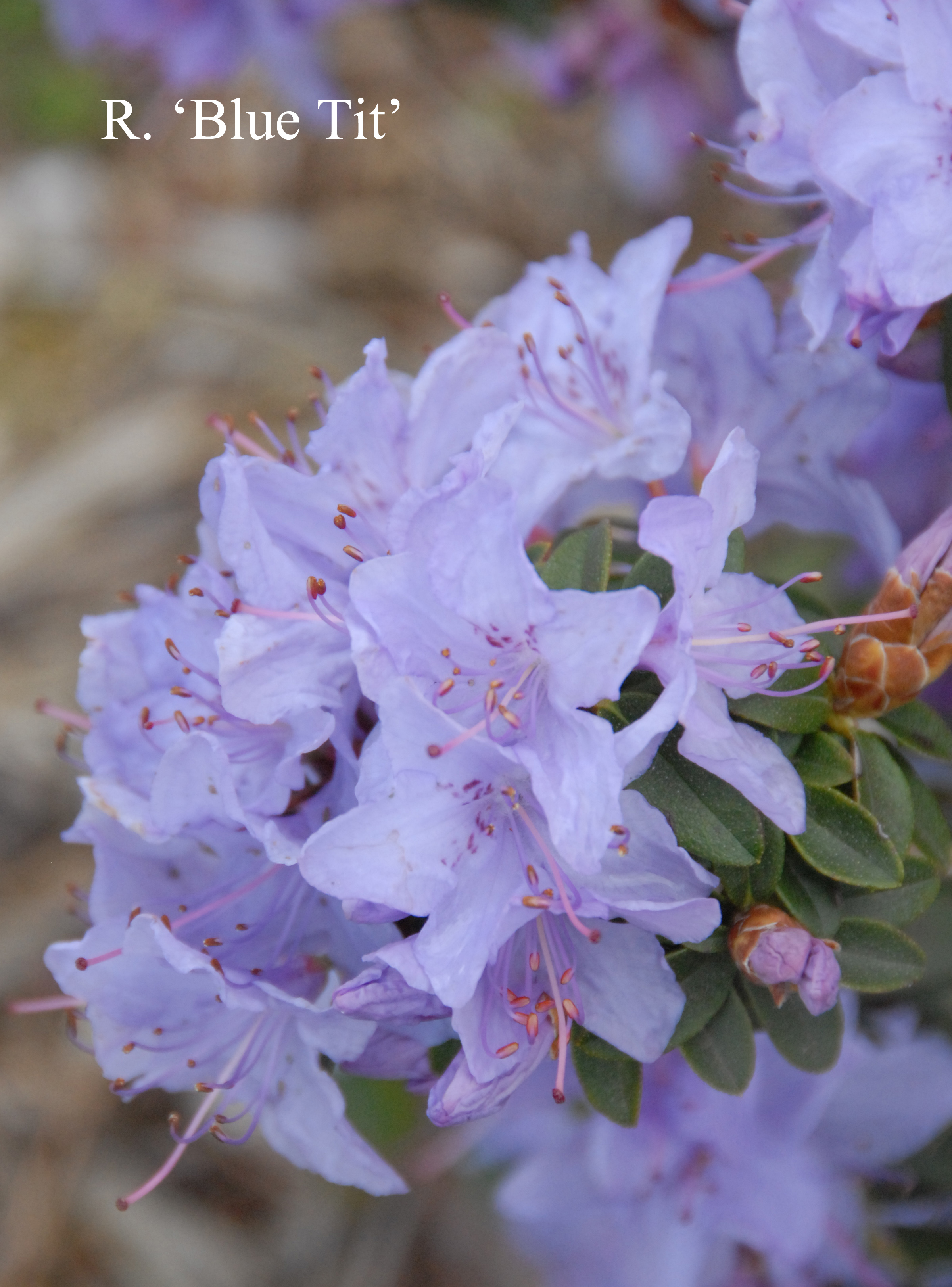 Rhododendron Blue Tit photo
