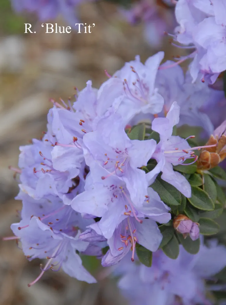 Photo of R. 'Blue Tit', Rhododendron Hybrid