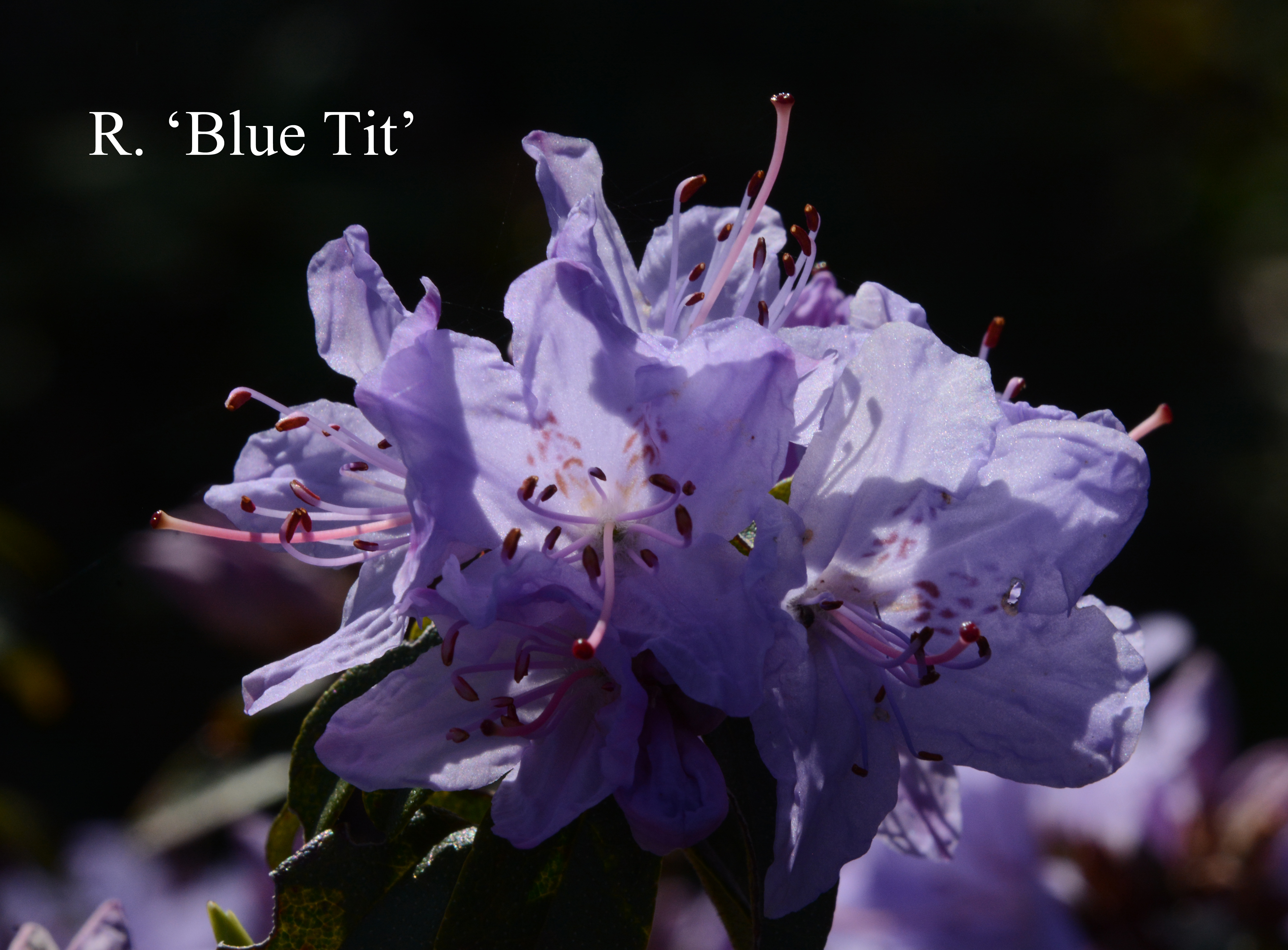 Rhododendron Blue Tit photo