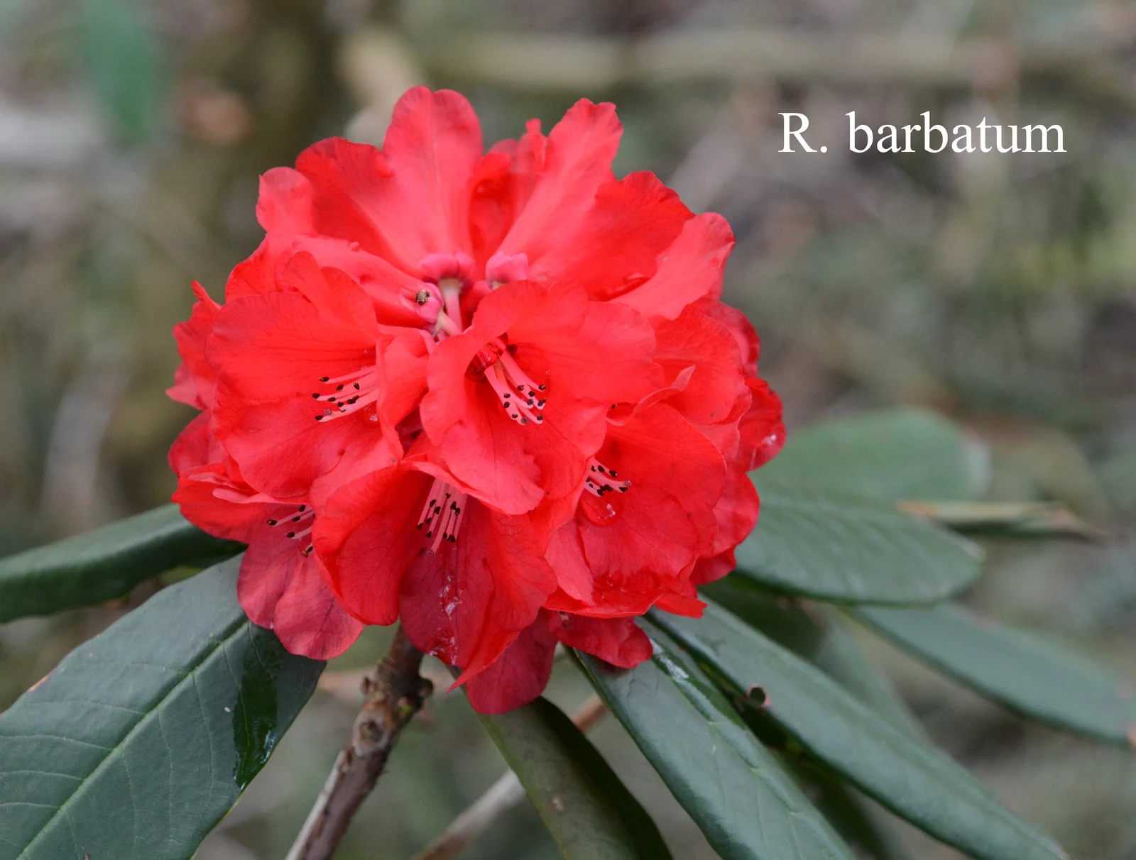 R. barbatum photo of R. barbatum. Location: Fearing's Farm Nursery, Abbotsford, BC, Canada. Photo by: Harold Fearing