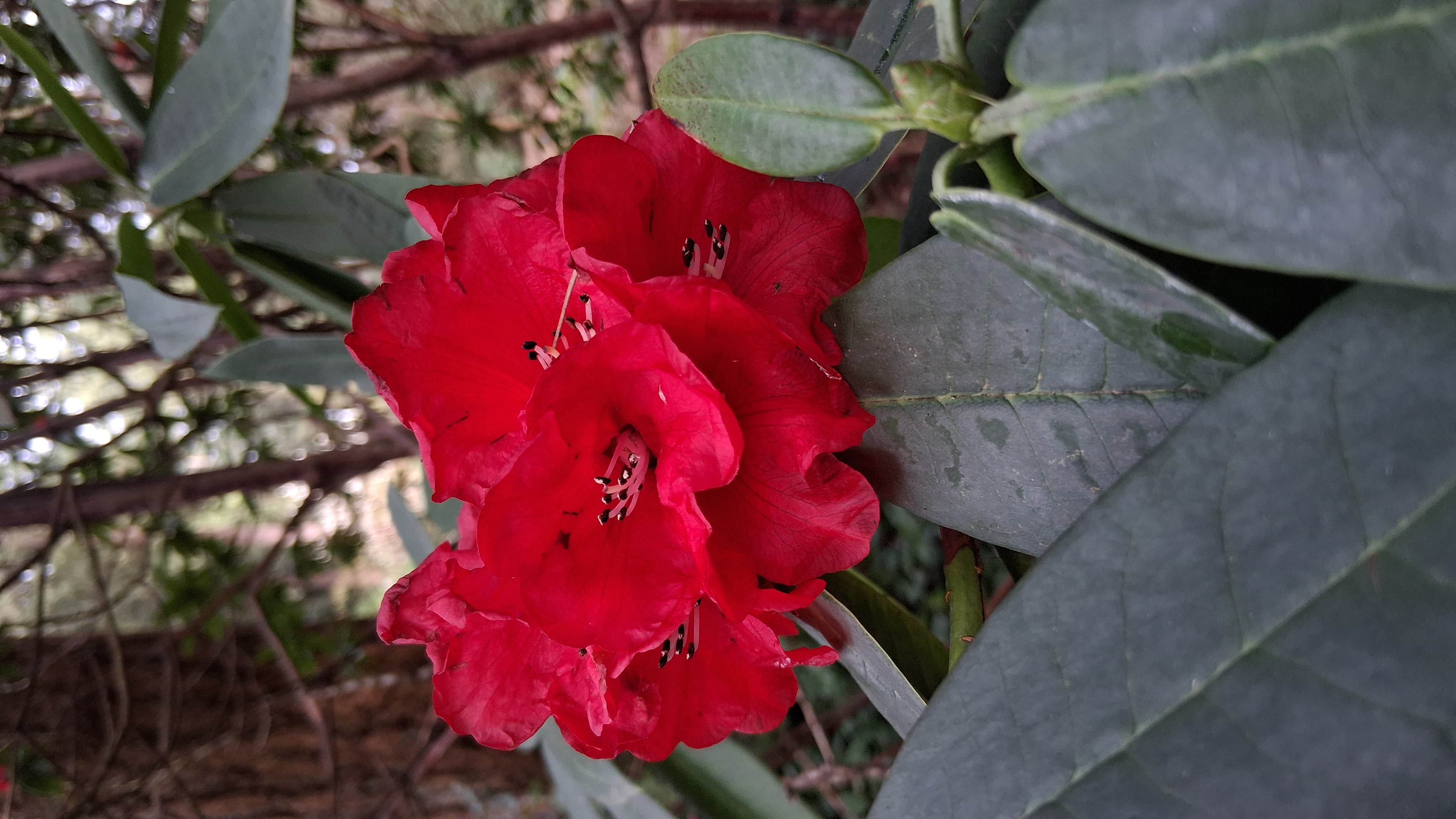 Rhododendron barbatum photo