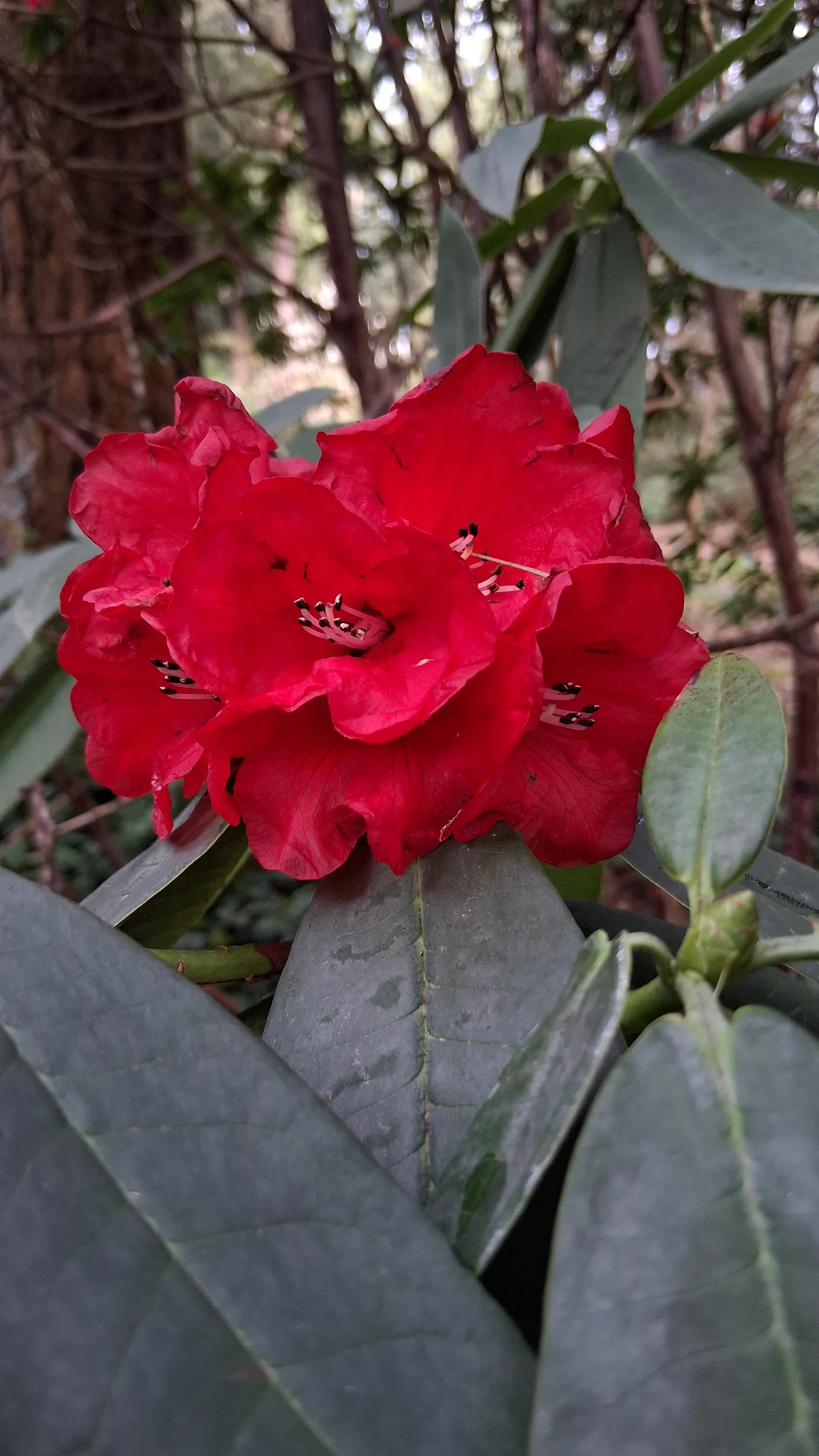 R. barbatum photo of R. barbatum. R. barbatum flowers.. Location: Rhododendron Species Botanical Garden. Photo by: Thatrhodylady