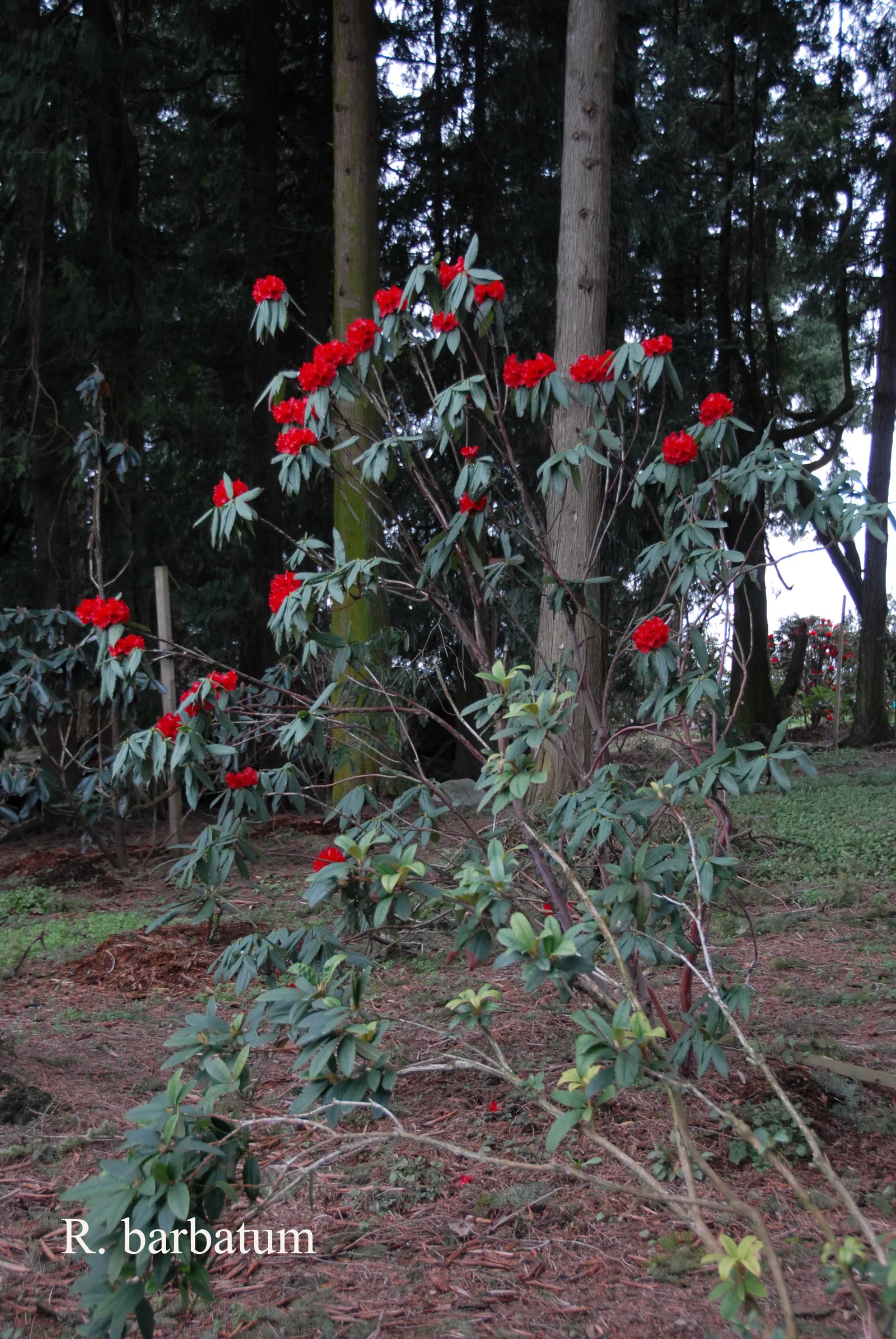 R. barbatum photo of R. barbatum. Location: Fearing's Farm Nursery, Abbotsford, BC, Canada. Photo by: Harold Fearing