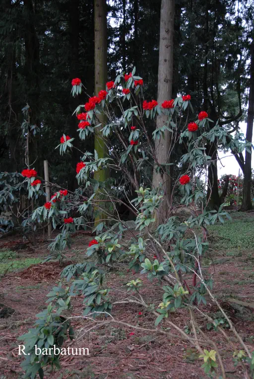 Photo of R. barbatum, Species