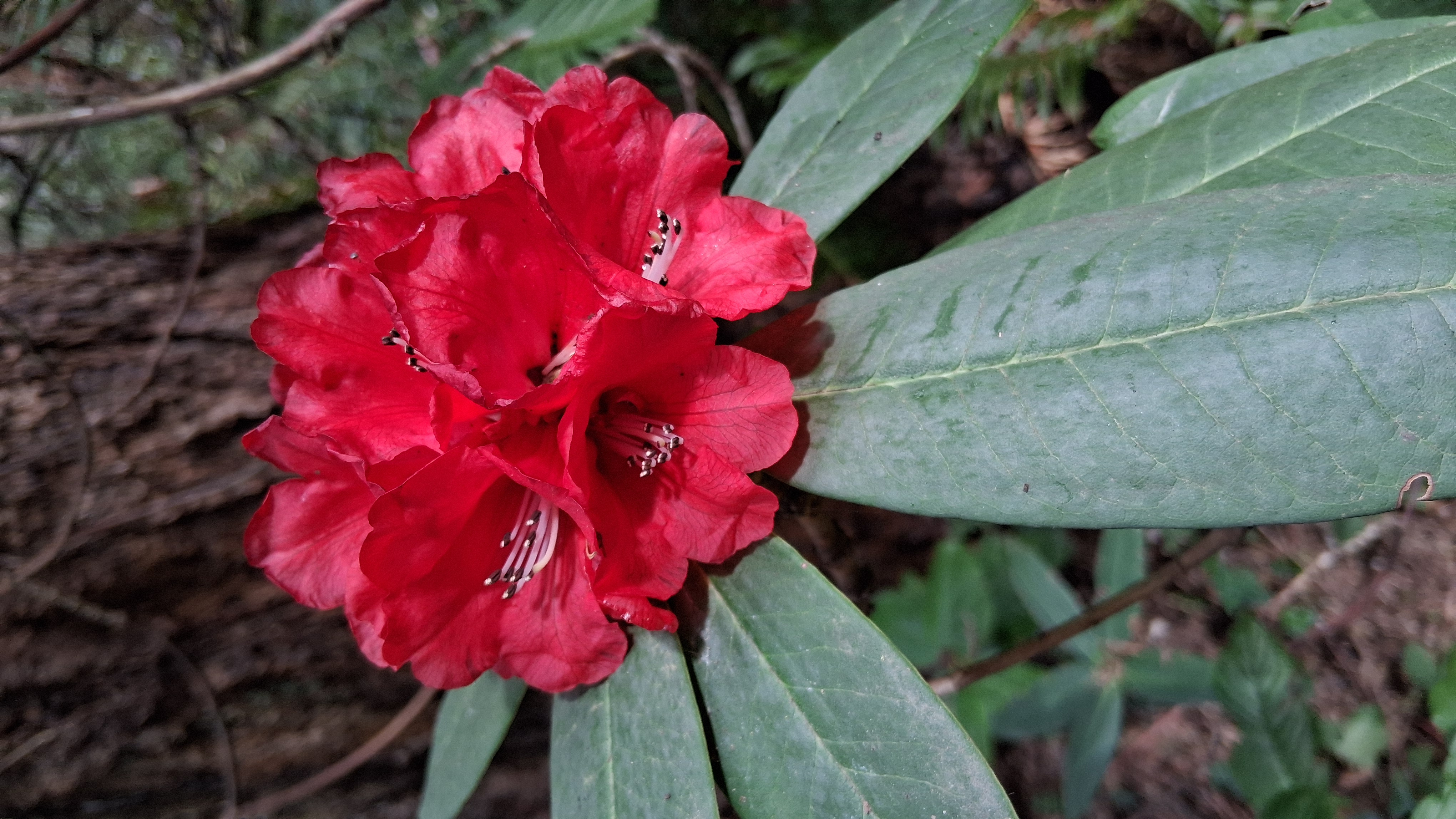 Rhododendron barbatum photo