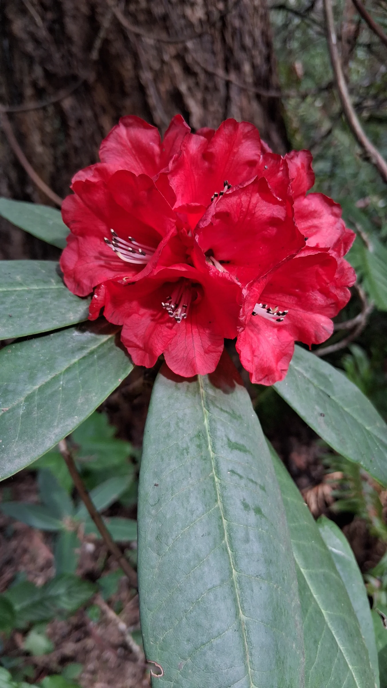 R. barbatum photo of R. barbatum. R. barbatum flowers.. Location: Rhododendron Species Botanical Garden. Photo by: Thatrhodylady