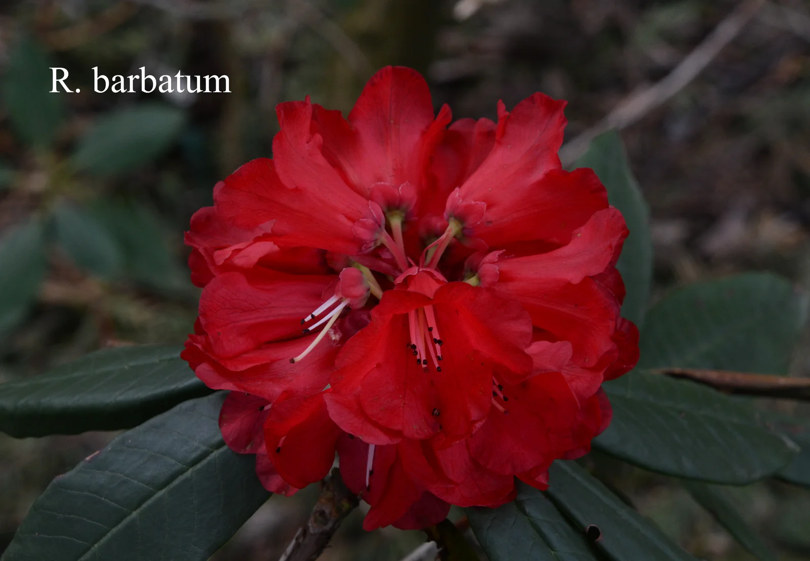 R. barbatum photo of R. barbatum. Location: Fearing's Farm Nursery, Abbotsford, BC, Canada. Photo by: Harold Fearing