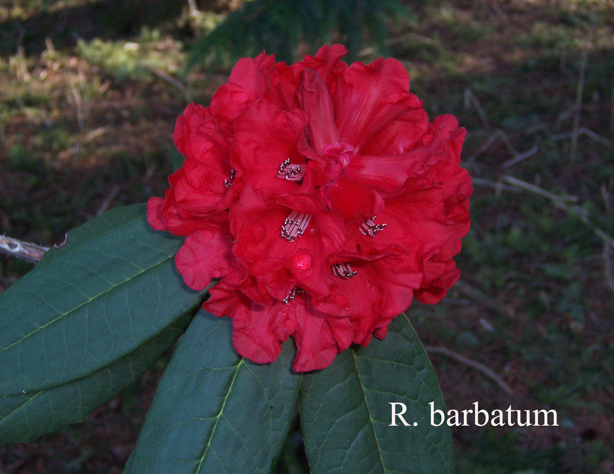 Rhododendron barbatum photo