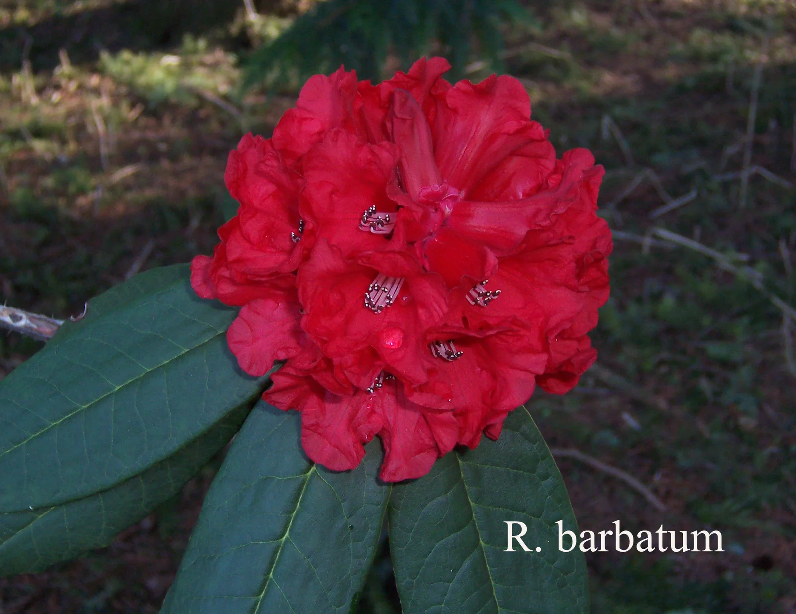 R. barbatum photo of R. barbatum. Location: Fearing's Farm Nursery, Abbotsford, BC, Canada. Photo by: Harold Fearing