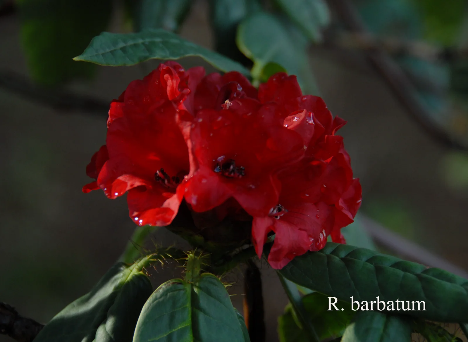 R. barbatum photo of R. barbatum. Location: Fearing's Farm Nursery, Abbotsford, BC, Canada. Photo by: Harold Fearing