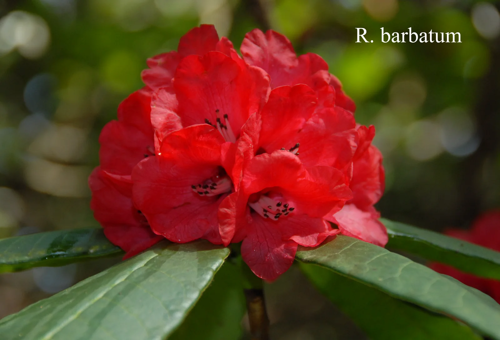 R. barbatum photo of R. barbatum. Location: Fearing's Farm Nursery, Abbotsford, BC, Canada. Photo by: Harold Fearing
