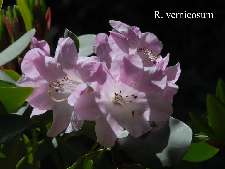 Photo of R. vernicosum, Species
