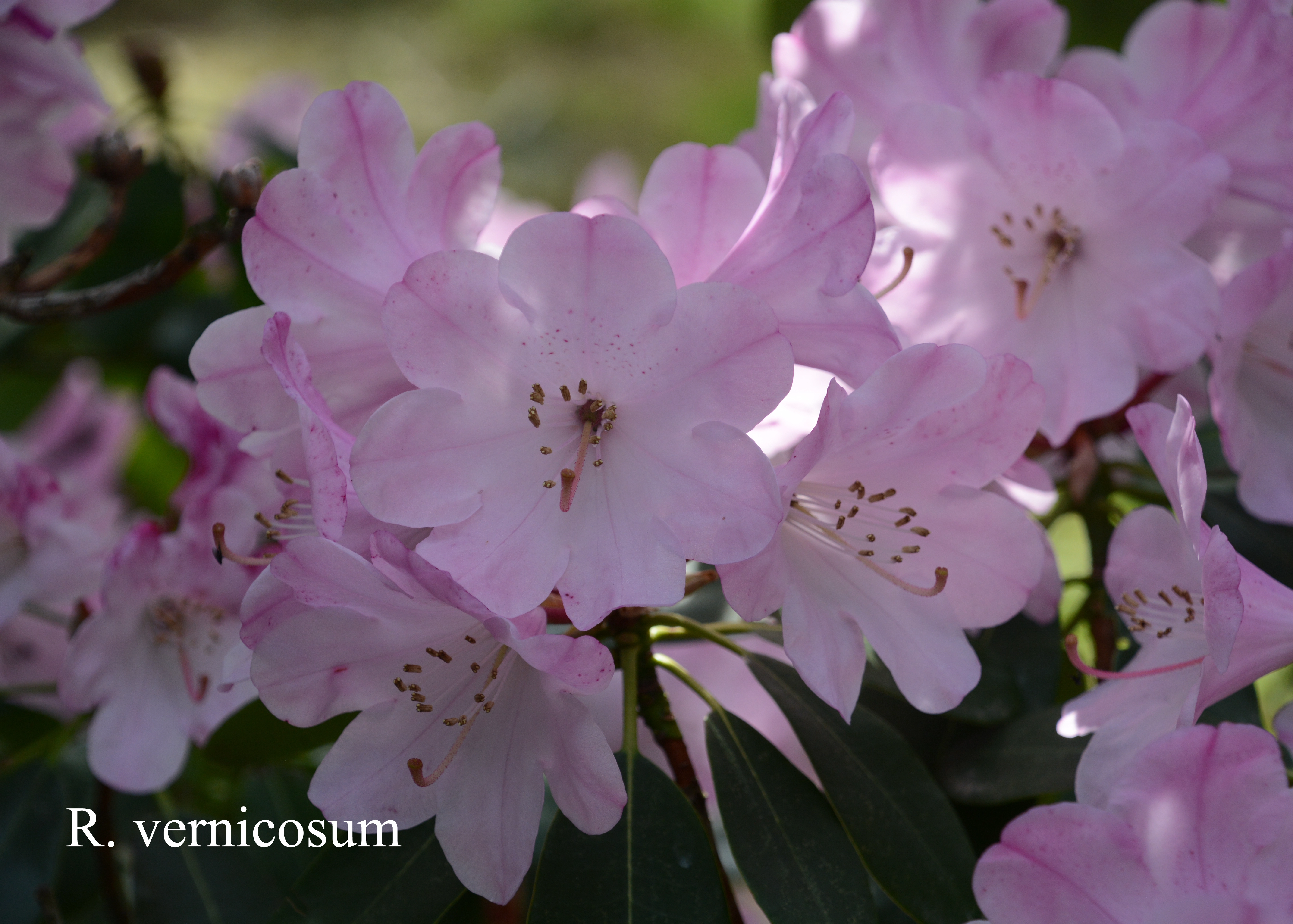 Rhododendron vernicosum photo