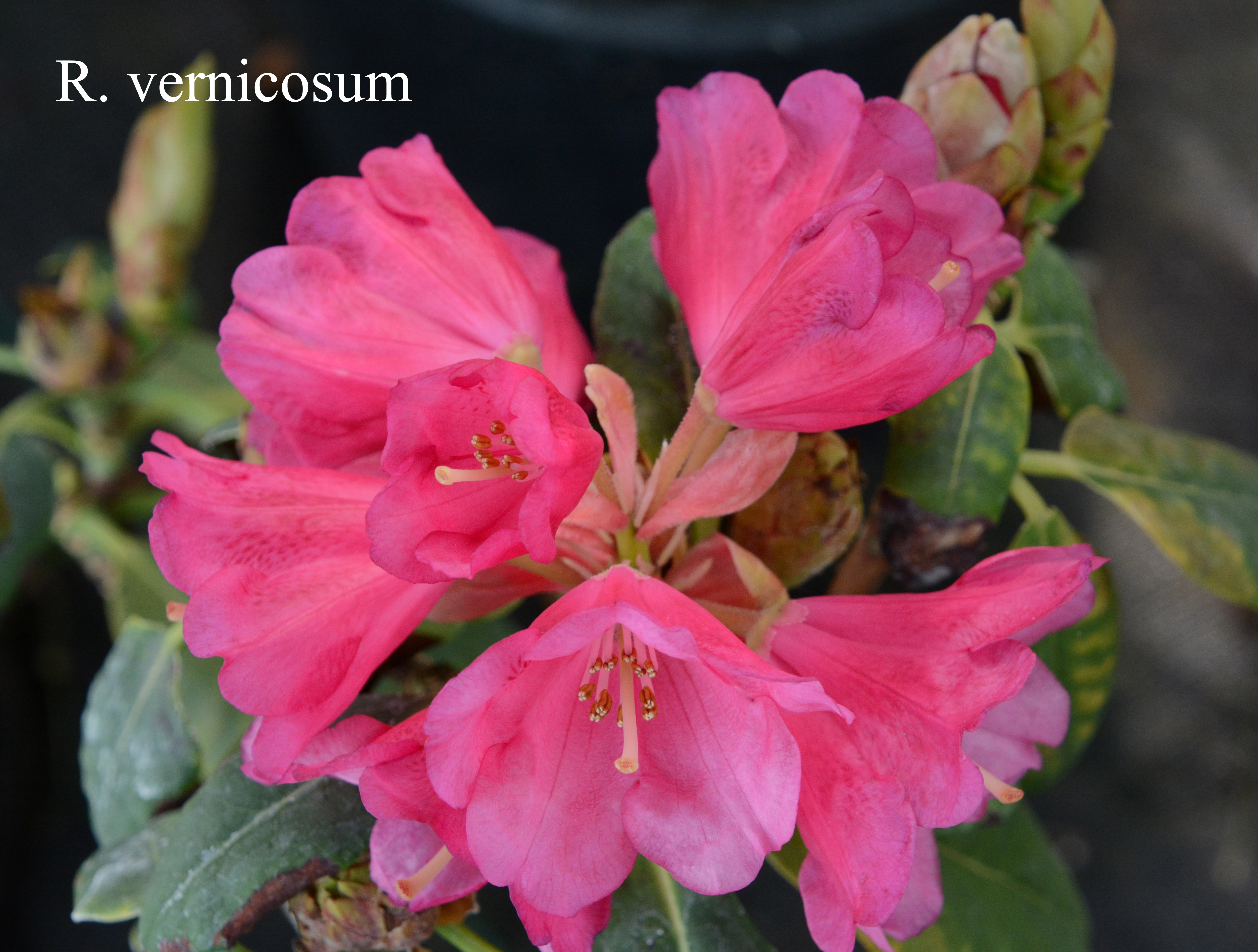 Rhododendron vernicosum photo