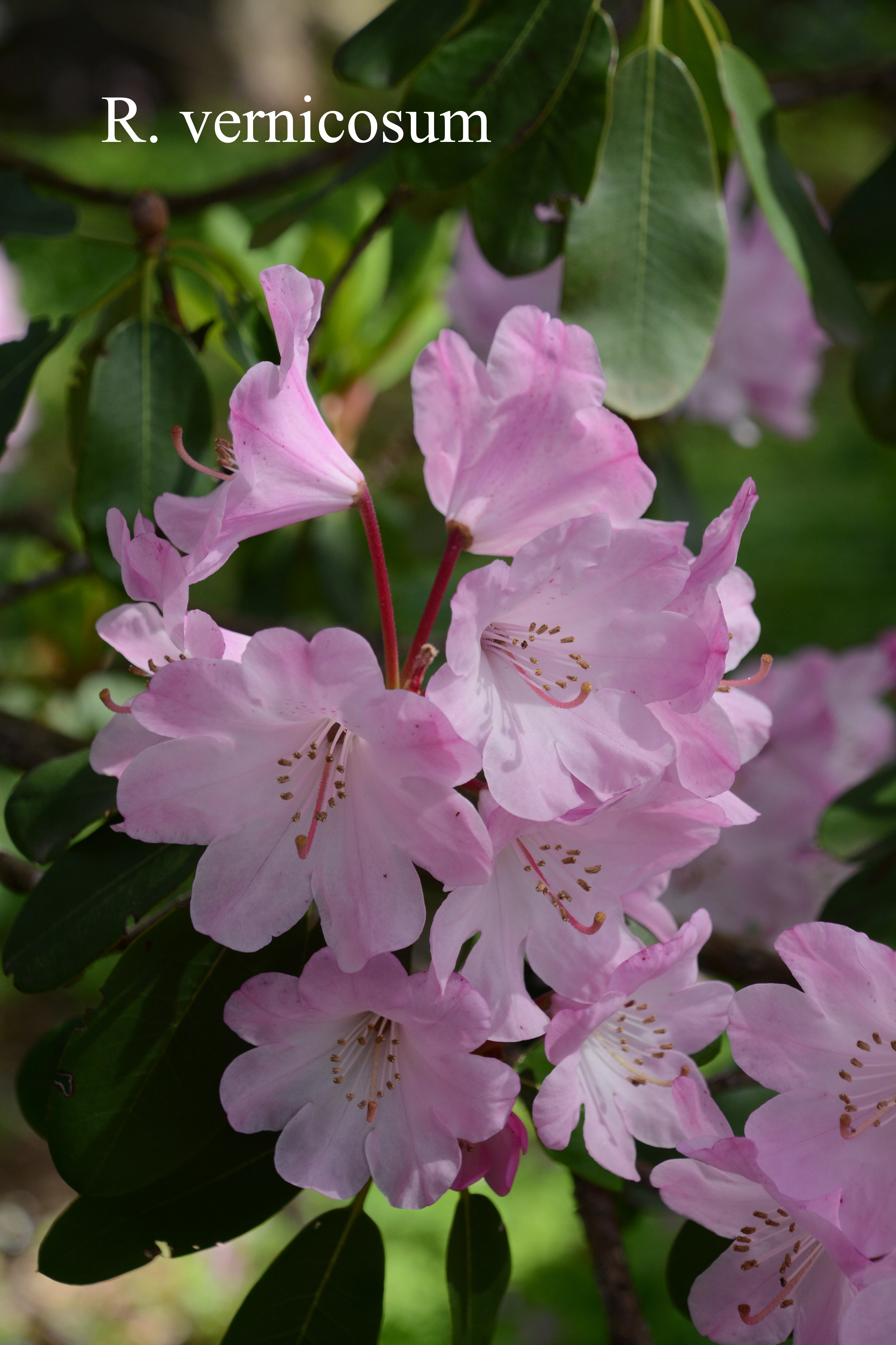 Rhododendron vernicosum photo