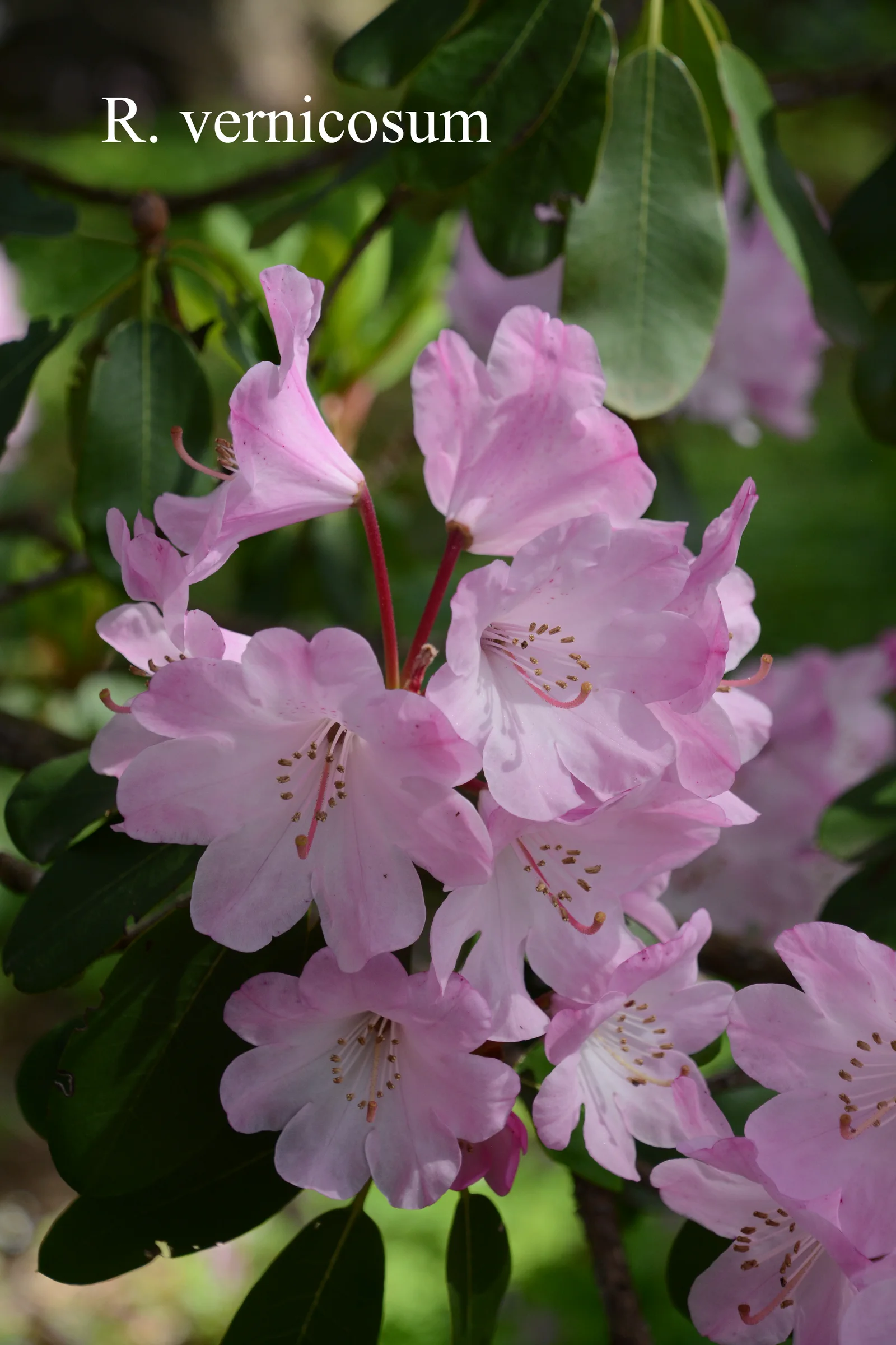 R. vernicosum photo of R. vernicosum. Location: Fearing's Farm Nursery, Abbotsford, BC, Canada. Photo by: Harold Fearing