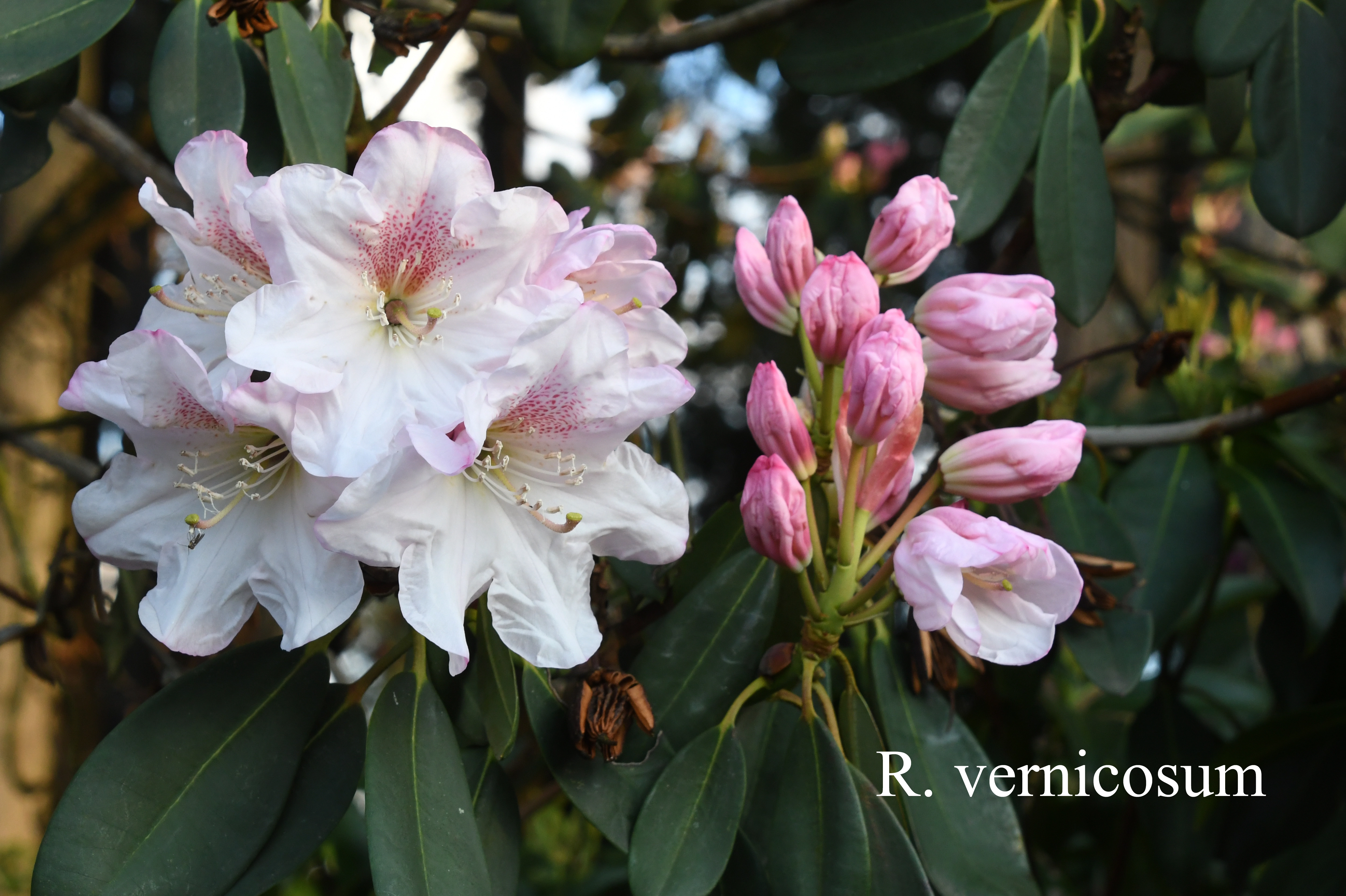 Rhododendron vernicosum photo