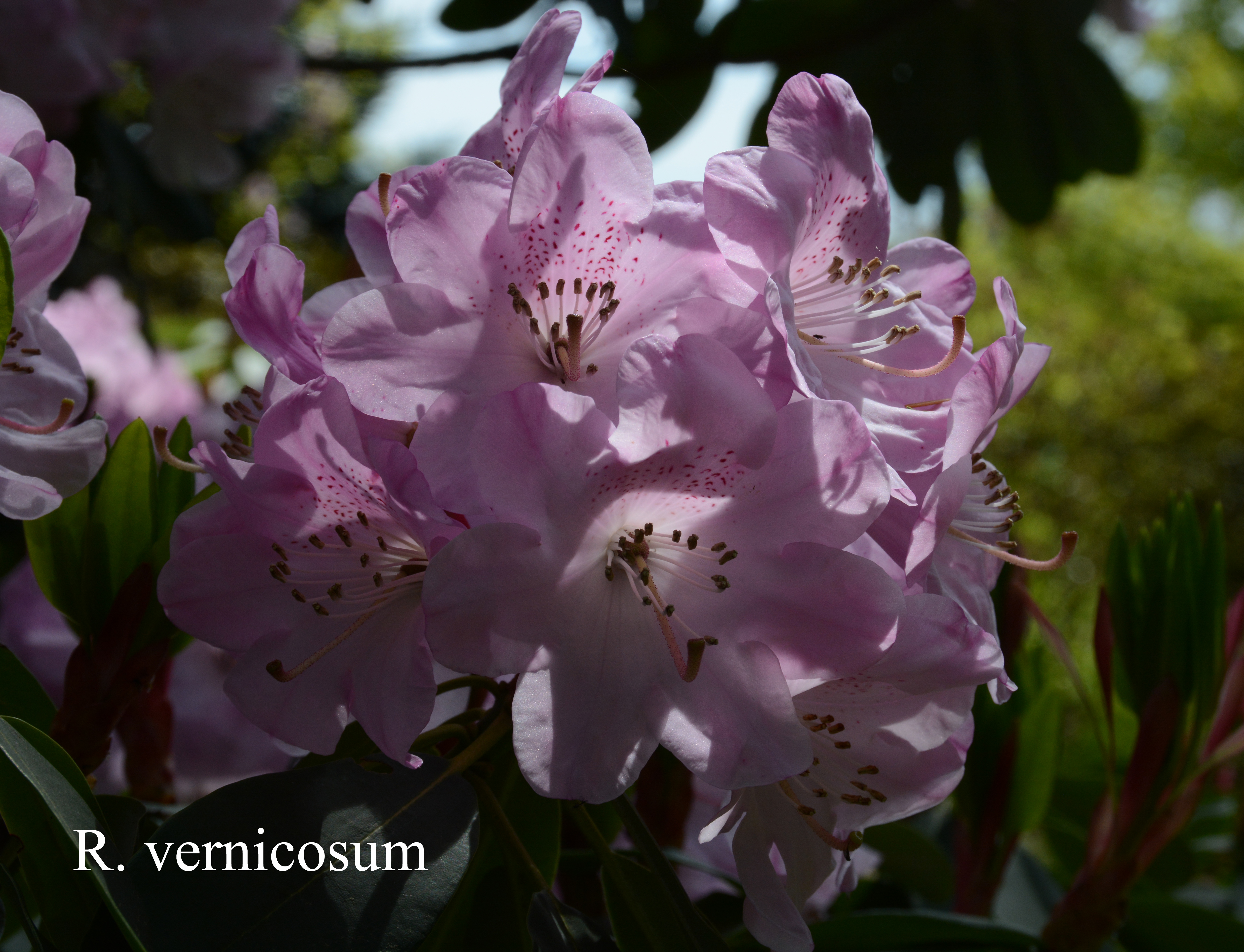 Rhododendron vernicosum photo