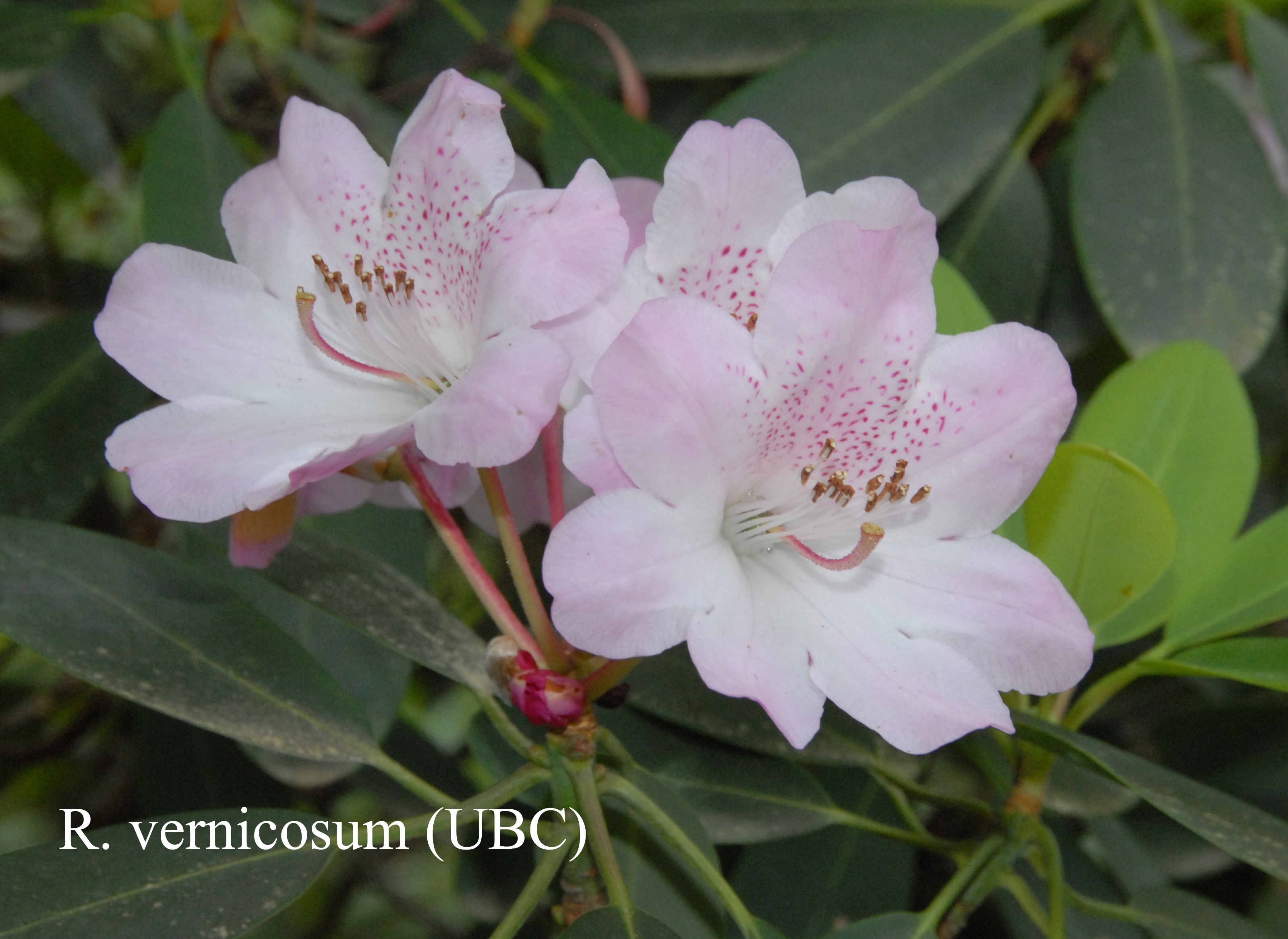 Rhododendron vernicosum photo
