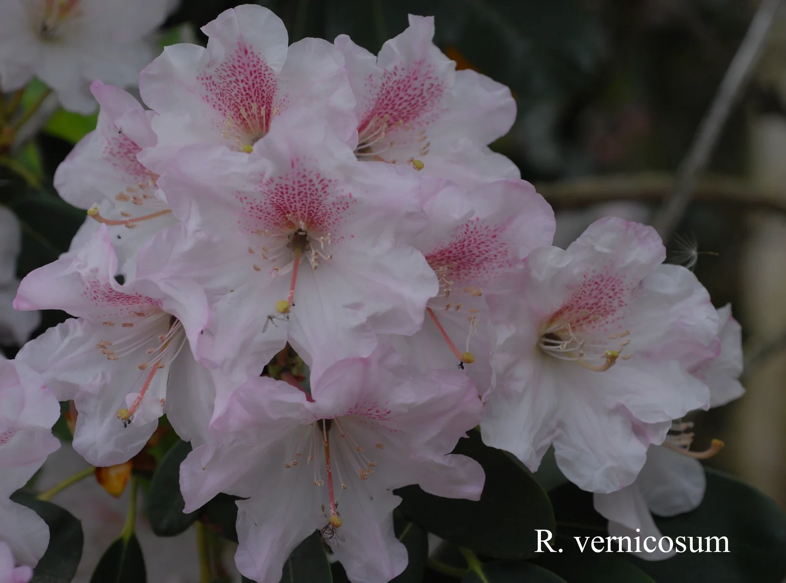 R. vernicosum photo of R. vernicosum. from Peter Evans. Location: Fearing's Farm Nursery, Abbotsford, BC, Canada. Photo by: Harold Fearing
