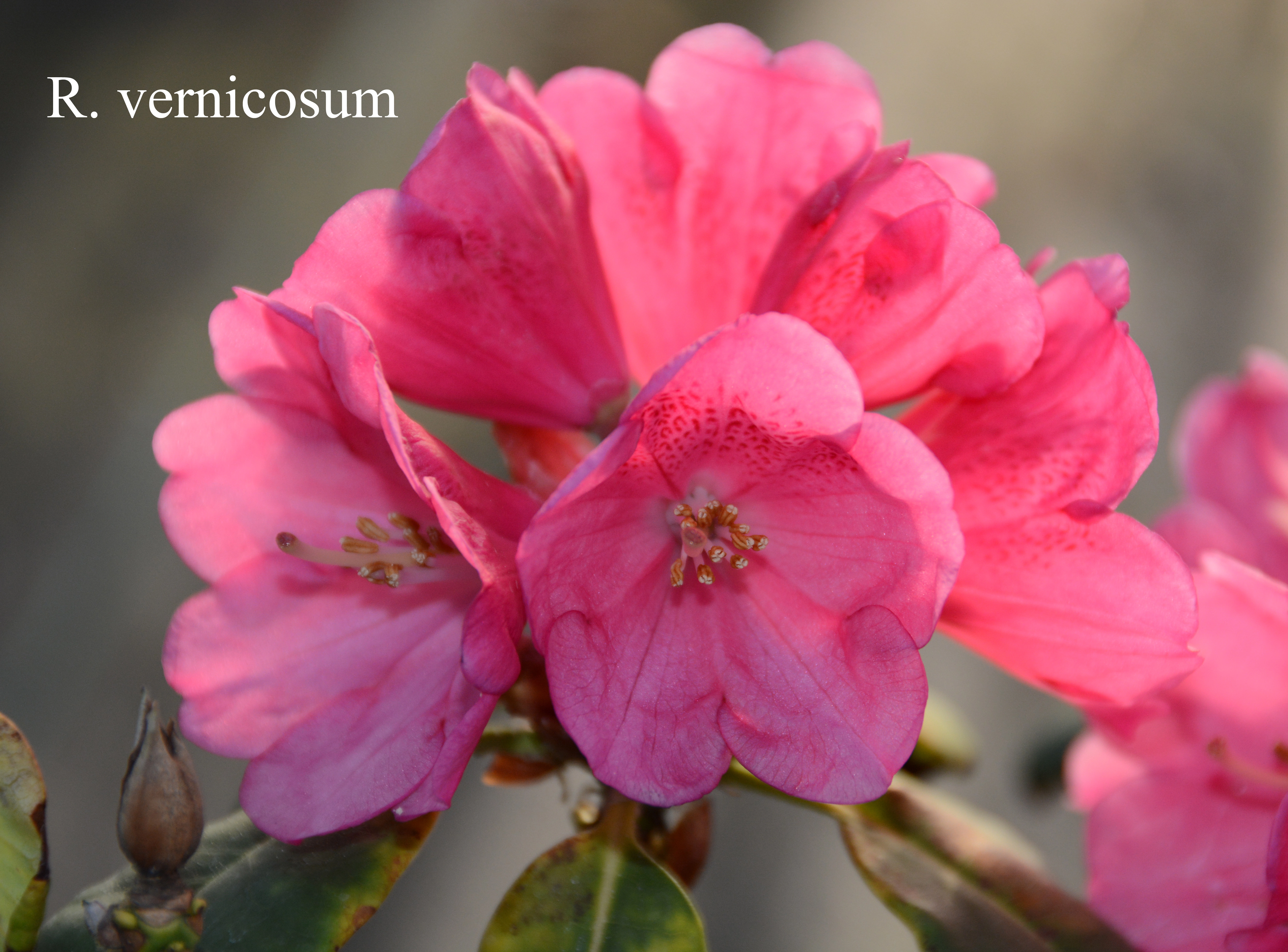 Rhododendron vernicosum photo