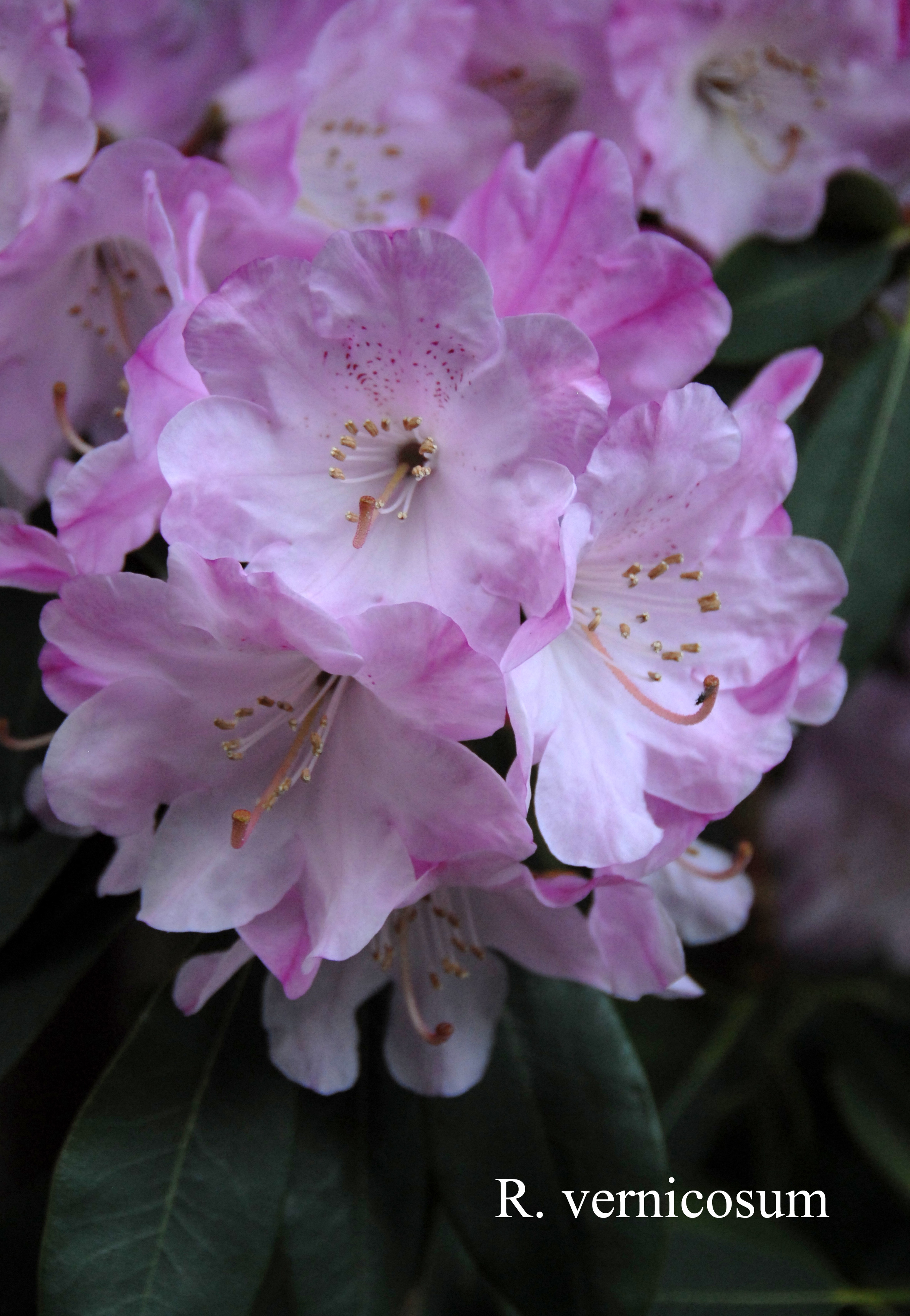 Rhododendron vernicosum photo