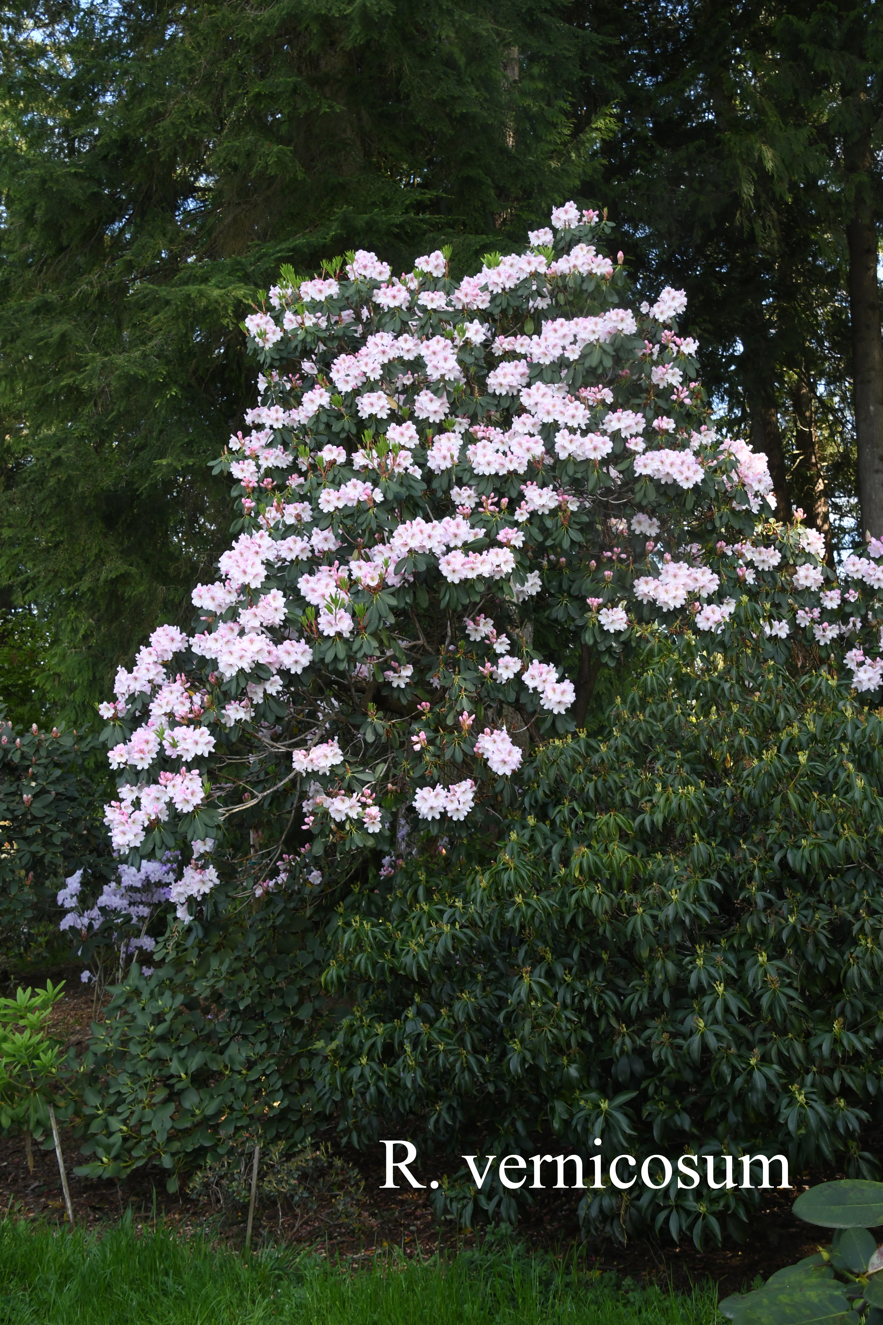 Rhododendron vernicosum photo