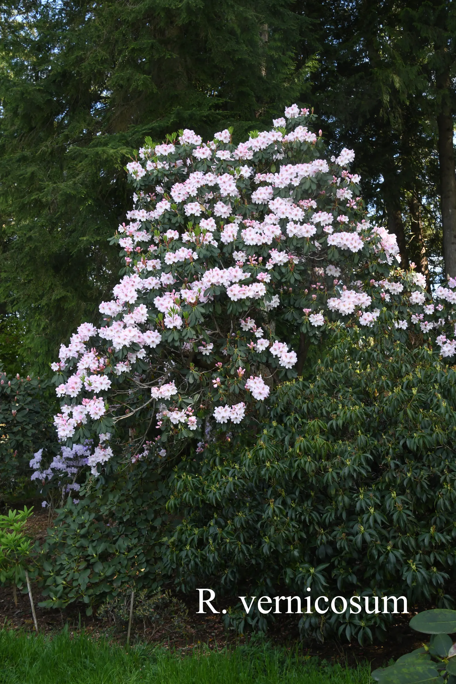 R. vernicosum photo of R. vernicosum. Location: Fearing's Farm Nursery, Abbotsford, BC, Canada. Photo by: Harold Fearing