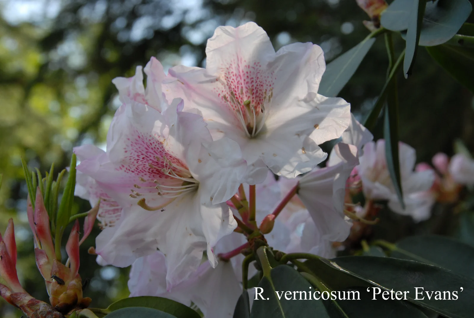 R. vernicosum photo of R. vernicosum. Location: Fearing's Farm Nursery, Abbotsford, BC, Canada. Photo by: Harold Fearing