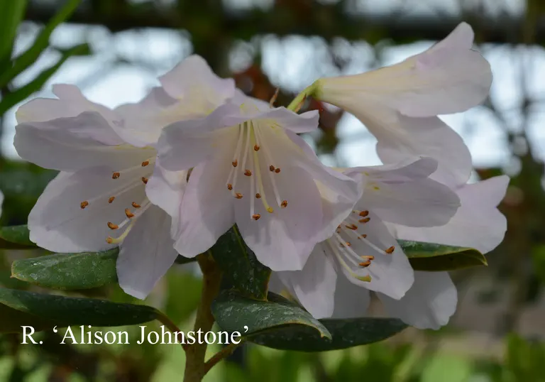 Photo of R. 'Alison Johnstone', Rhododendron Hybrid
