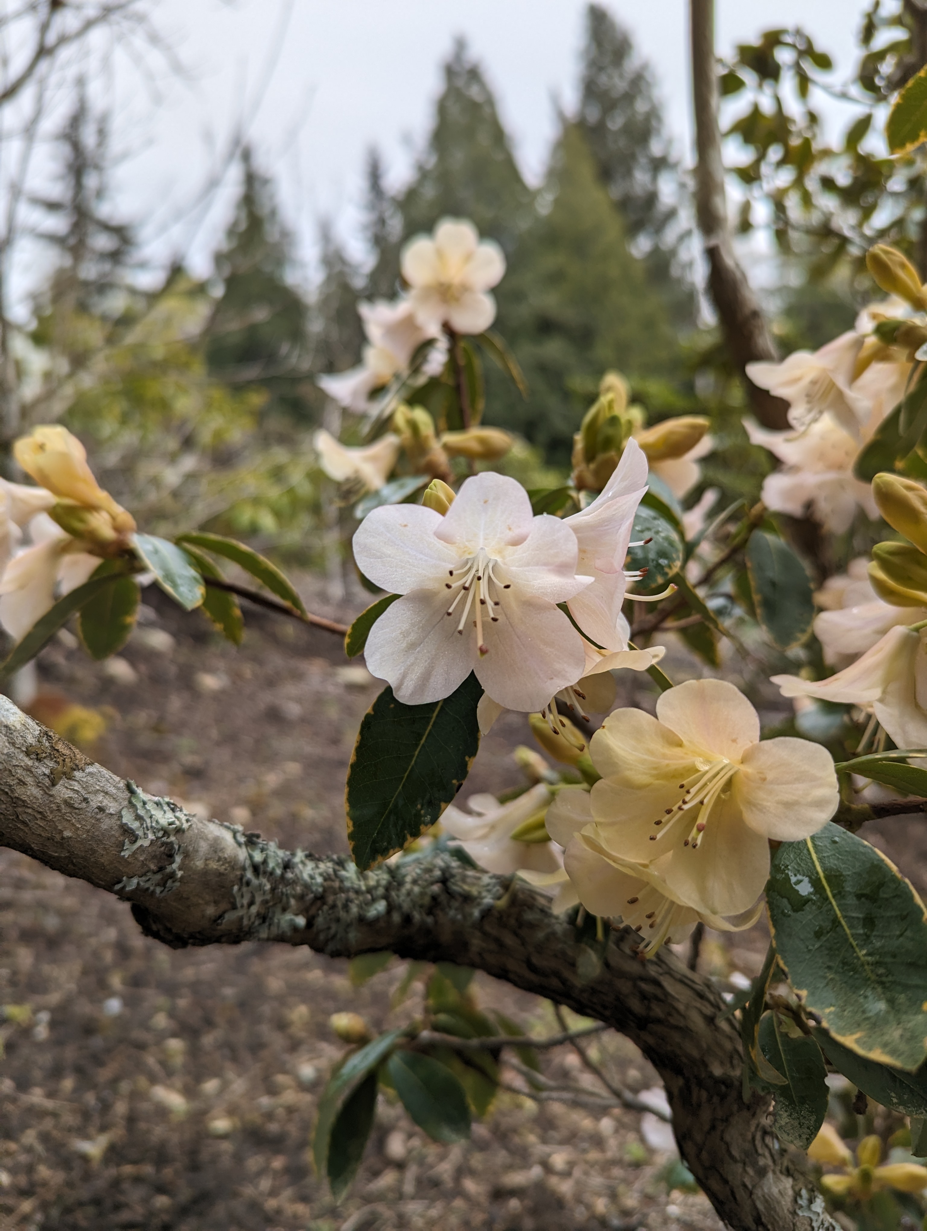 Rhododendron Alison Johnstone photo