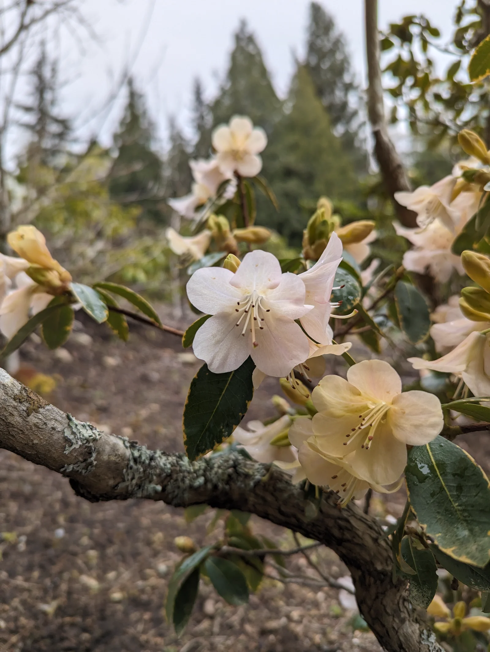 R. 'Alison Johnstone' photo of R. 'Alison Johnstone'. flowers, leaves, bark.. Location: Shirley, South Vancouver Island, BC, Canada. Photo by: John Verwolf