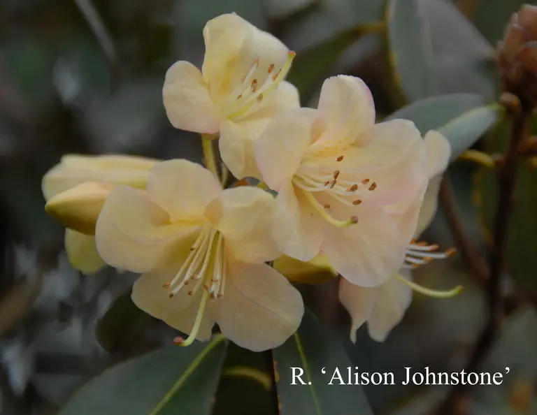 Photo of R. 'Alison Johnstone', Rhododendron Hybrid