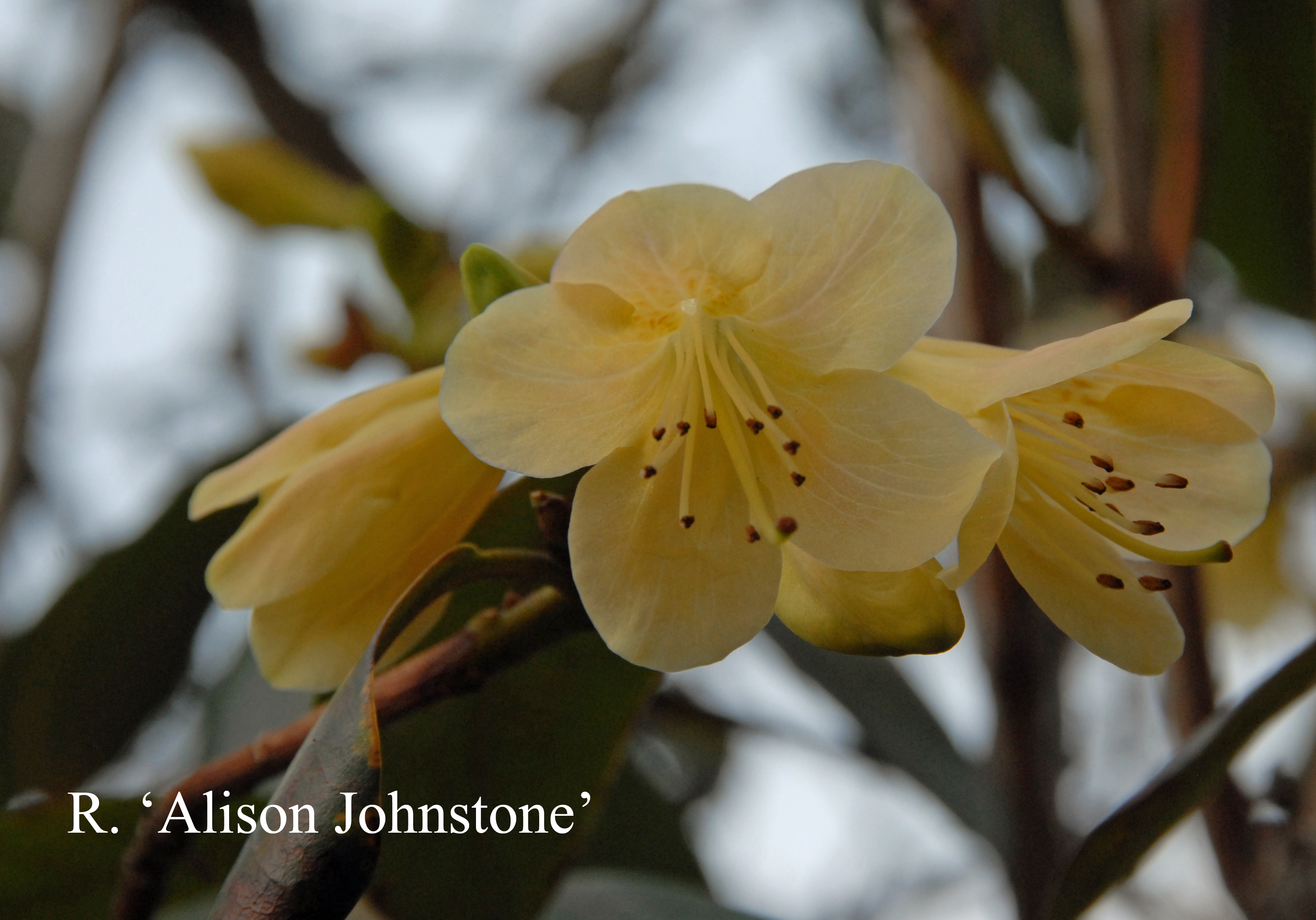Rhododendron Alison Johnstone photo