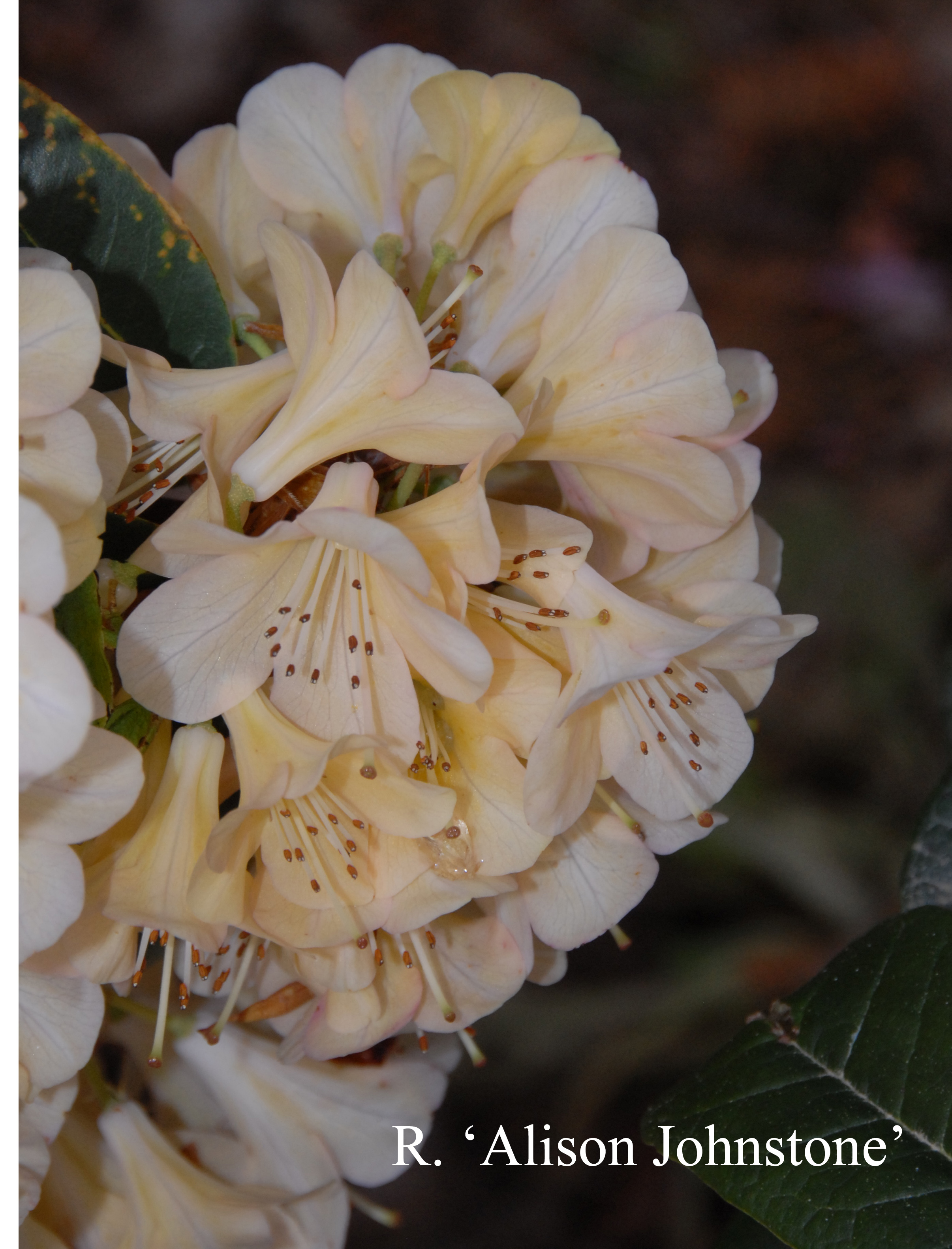 Rhododendron Alison Johnstone photo
