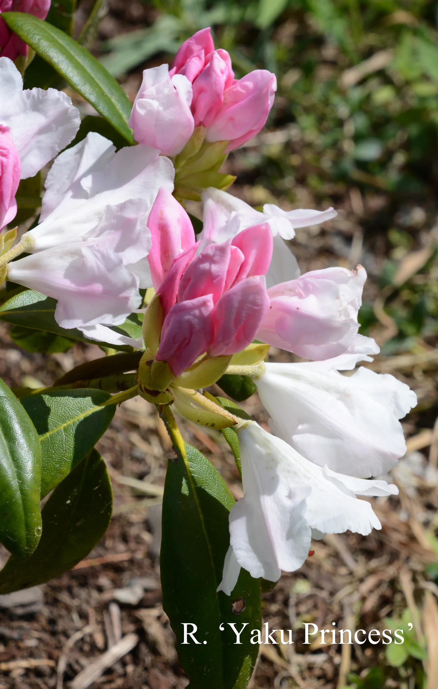 R. 'Yaku Princess' photo of R. 'Yaku Princess'. Location: Fearing's Farm Nursery, Abbotsford, BC, Canada. Photo by: Harold Fearing