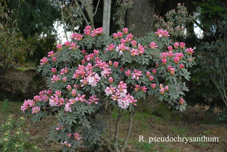 Photo of R. pseudochrysanthum, Species
