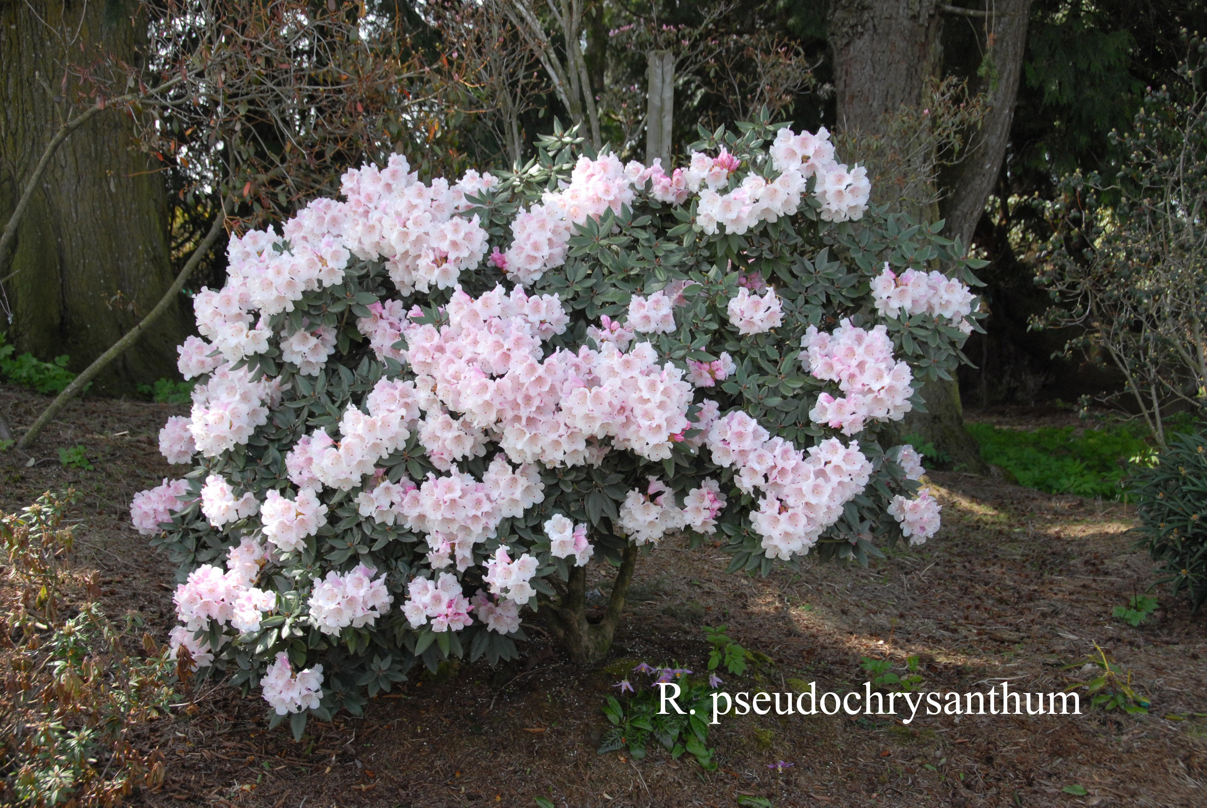 Rhododendron pseudochrysanthum photo