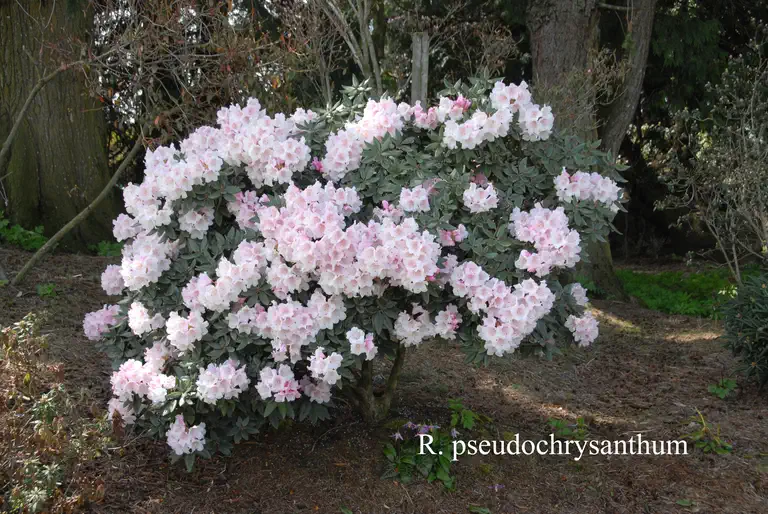 Photo of R. pseudochrysanthum, Species