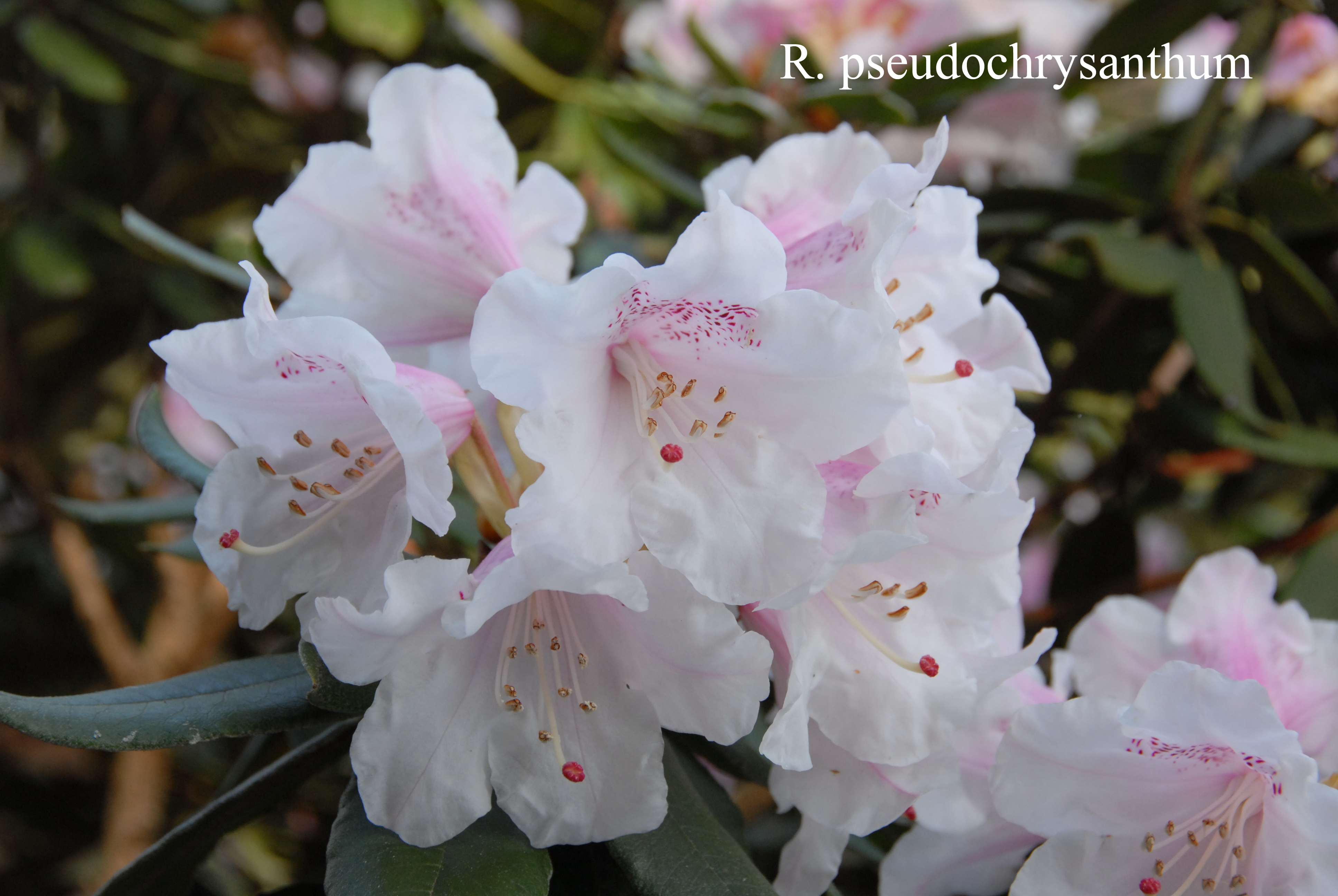 Rhododendron pseudochrysanthum photo