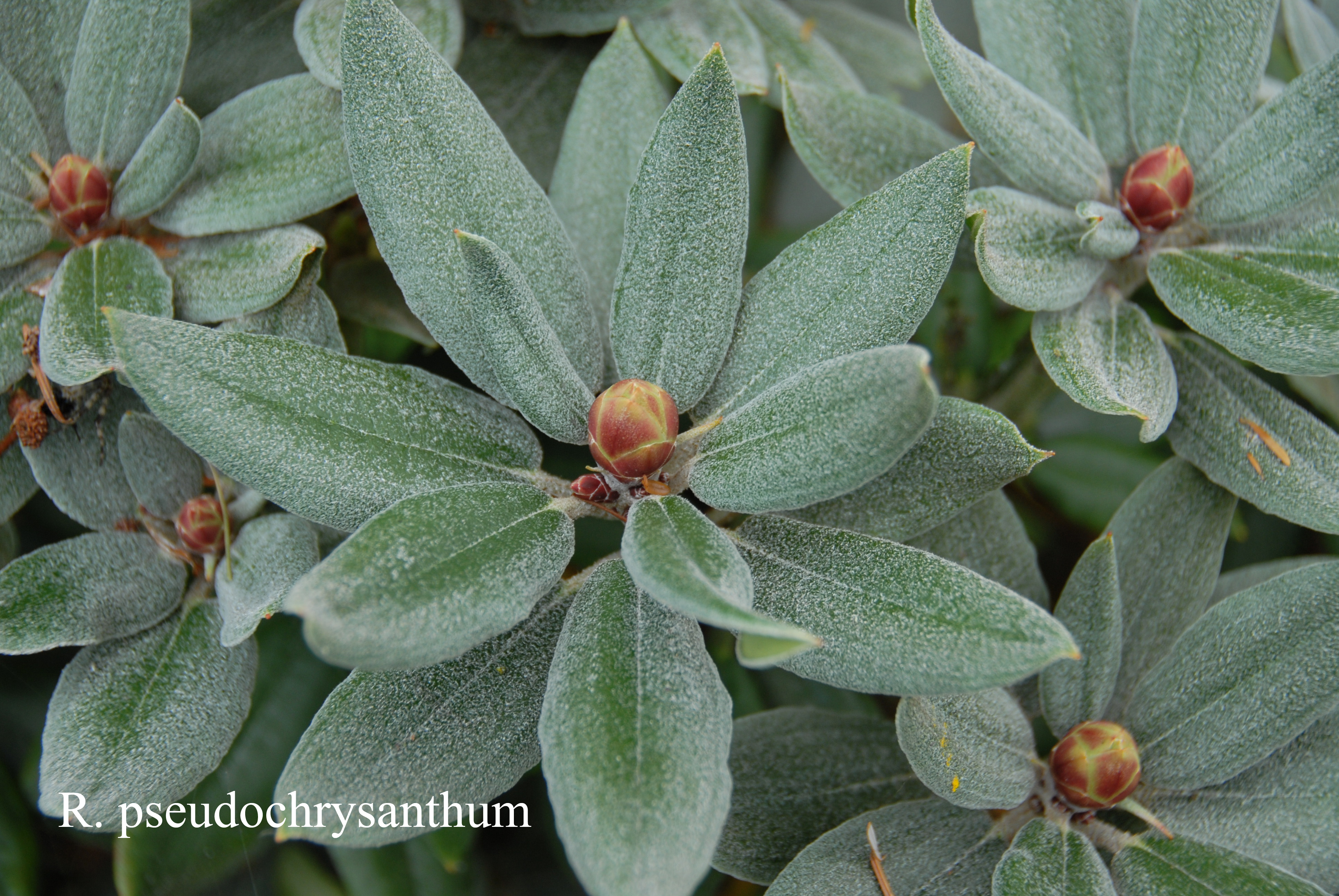 Rhododendron pseudochrysanthum photo