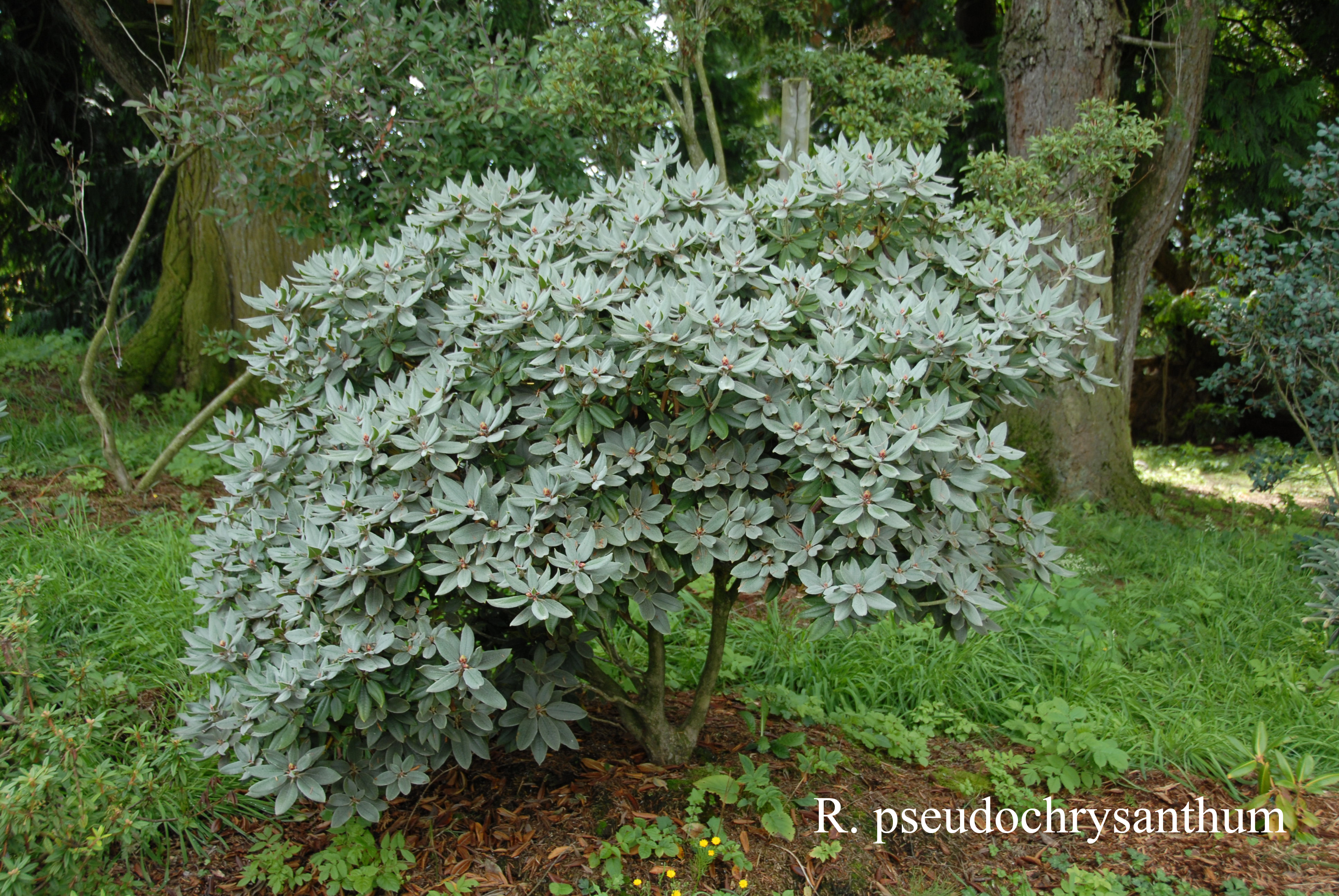Rhododendron pseudochrysanthum photo